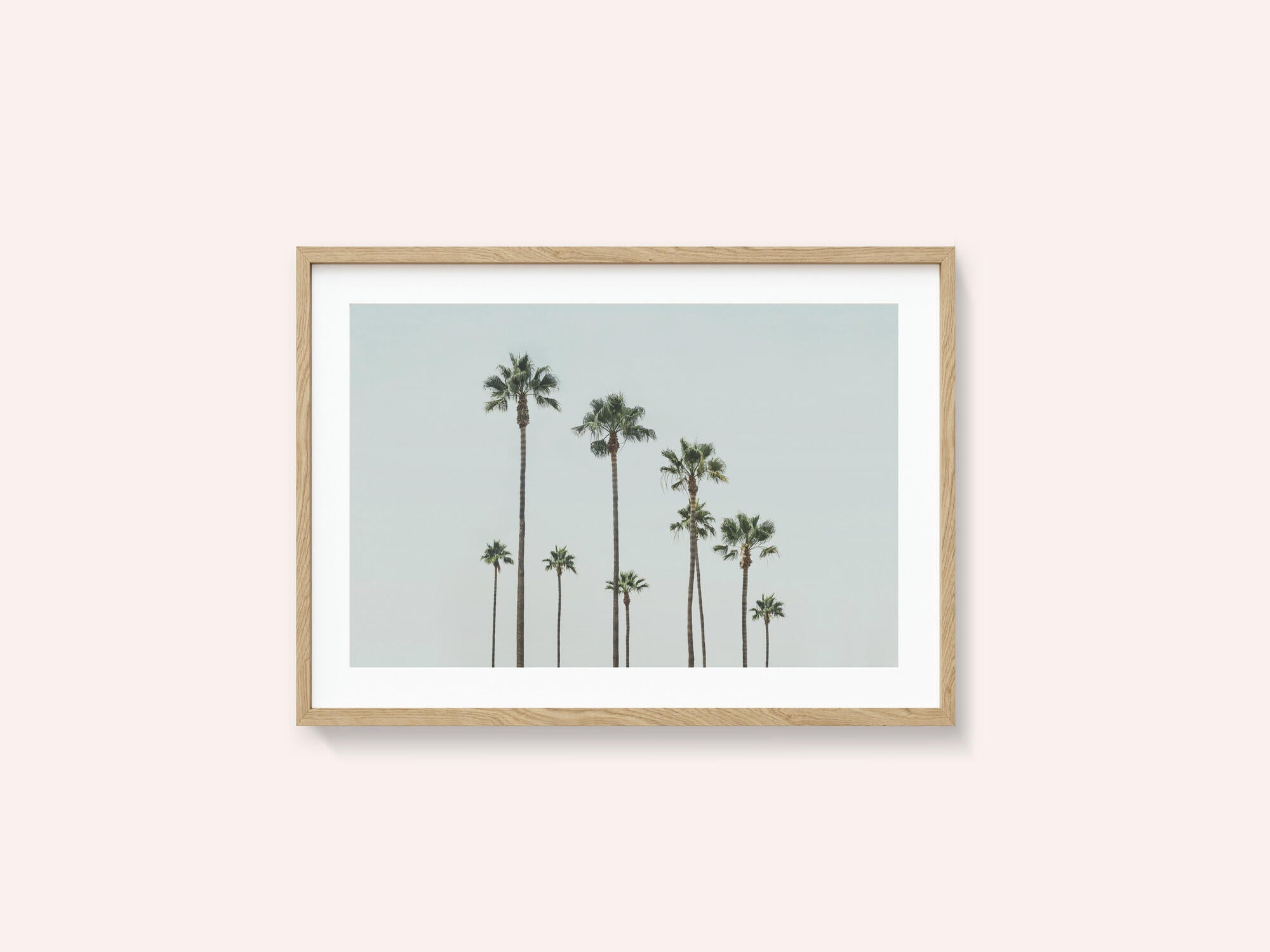 Cali Palms