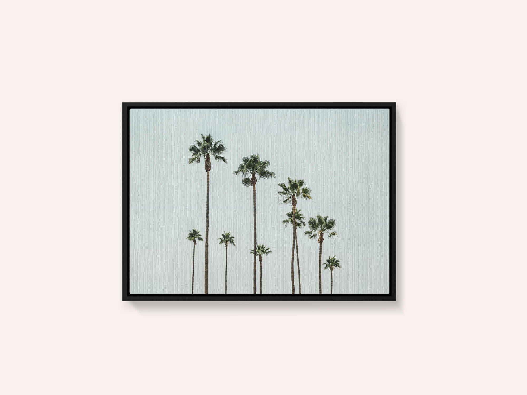 Cali Palms