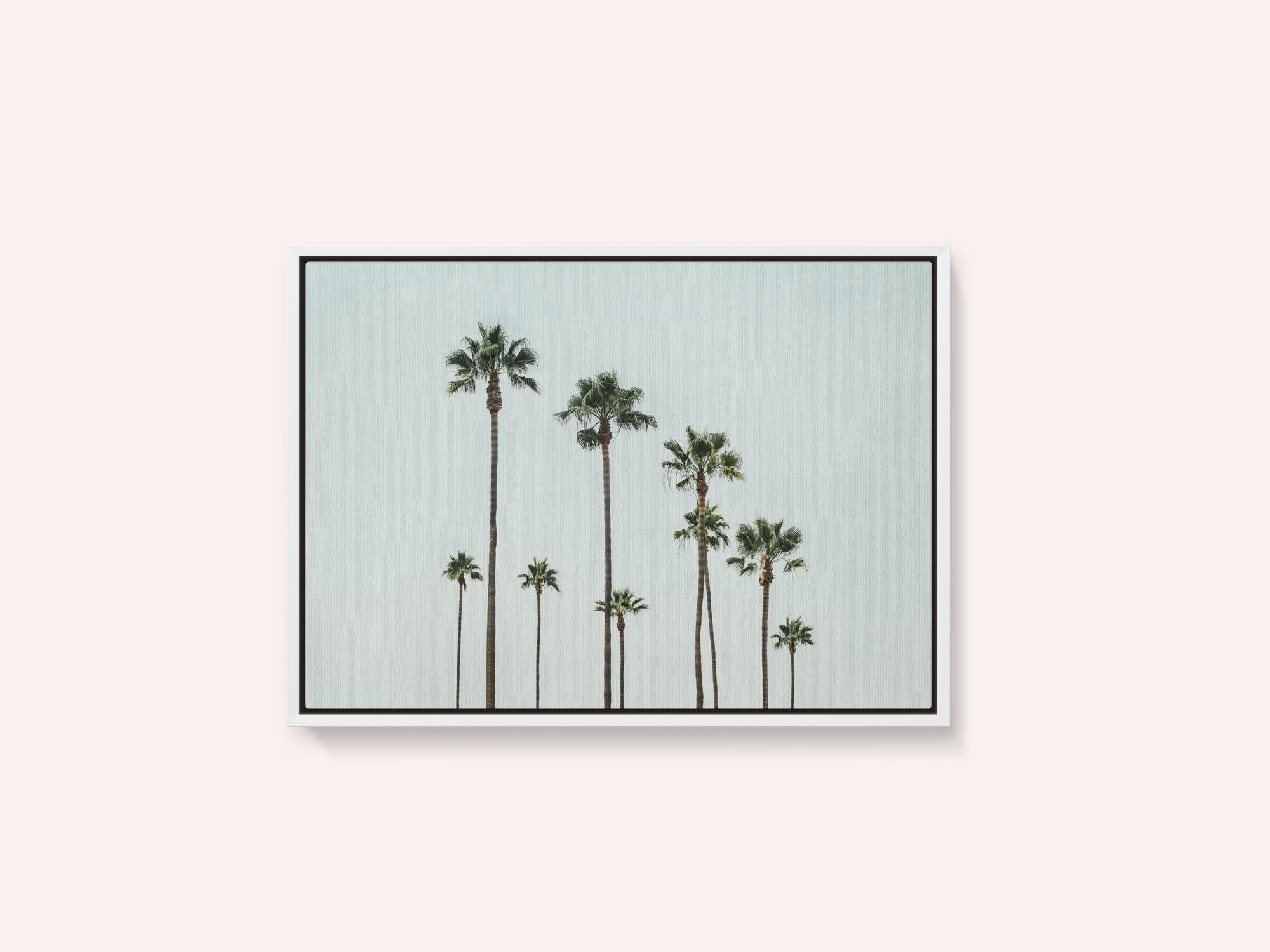 Cali Palms