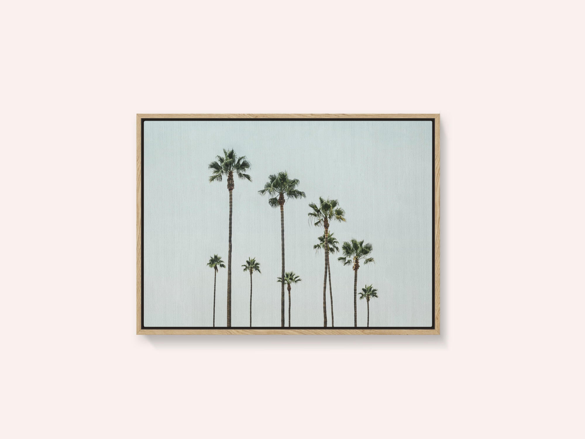 Cali Palms