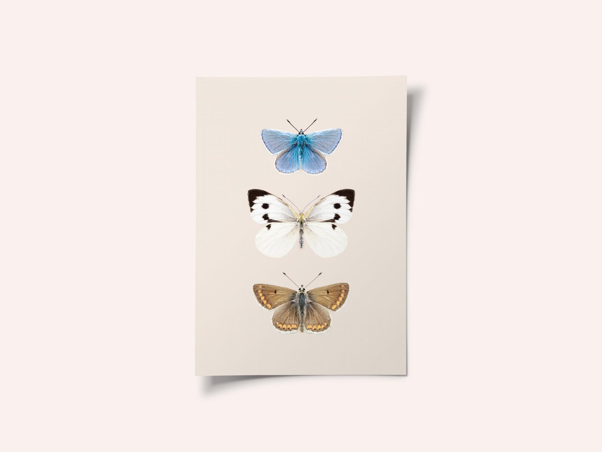 English Butterlies 2