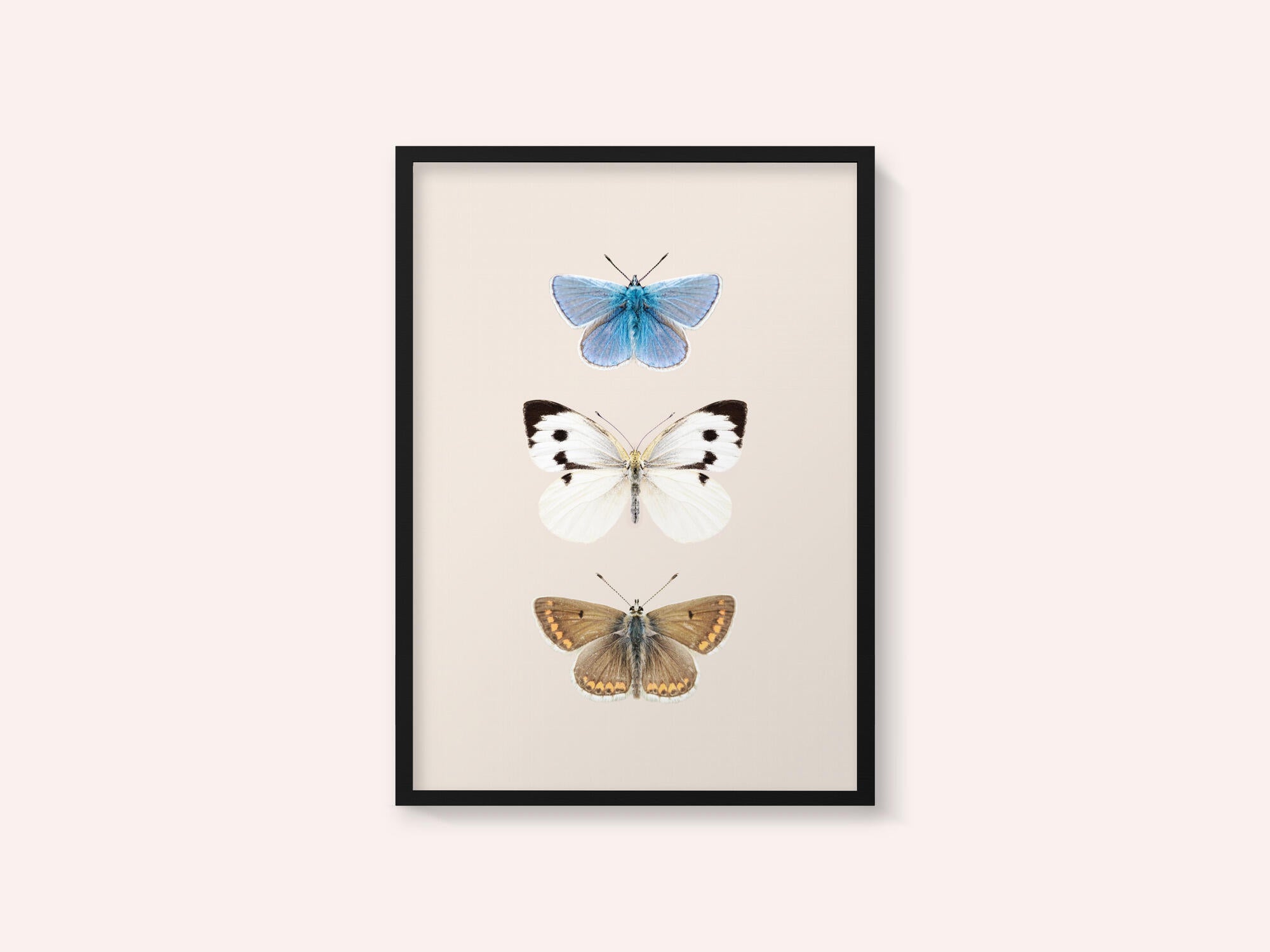 English Butterlies 2