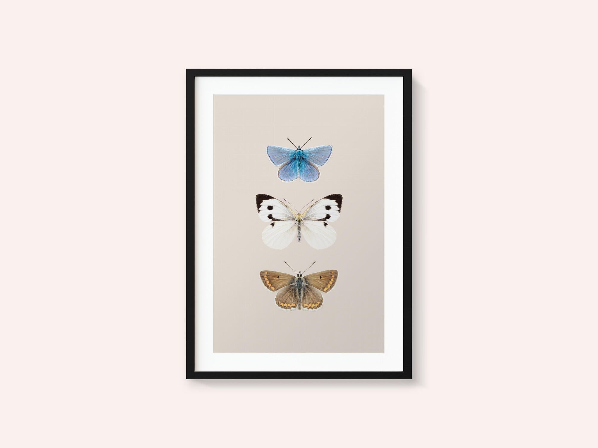 English Butterlies 2