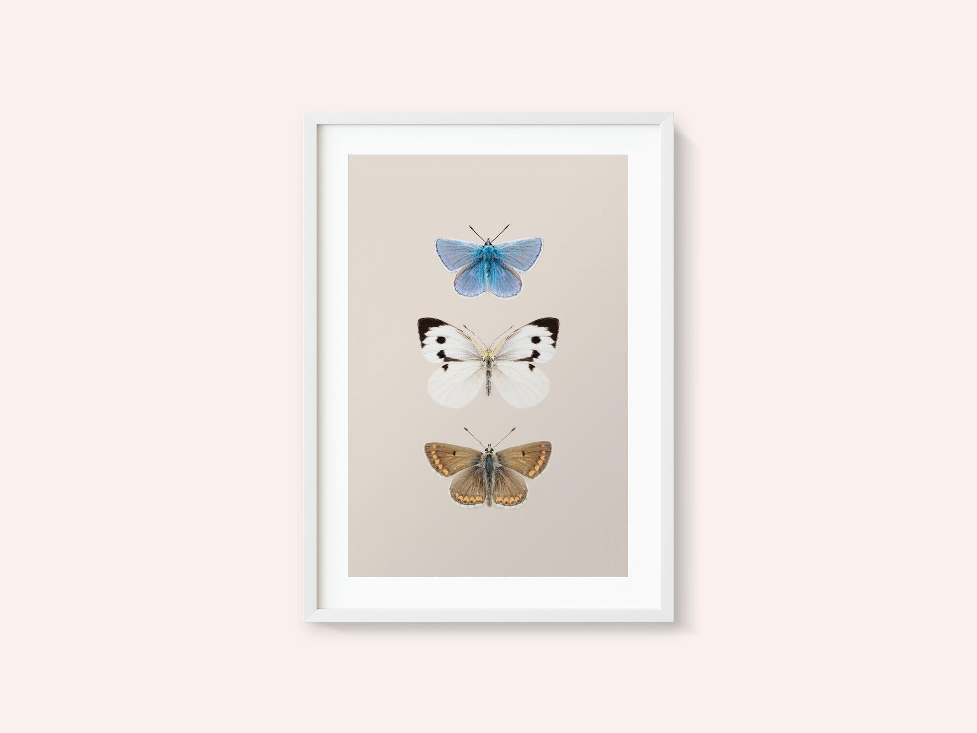 English Butterlies 2