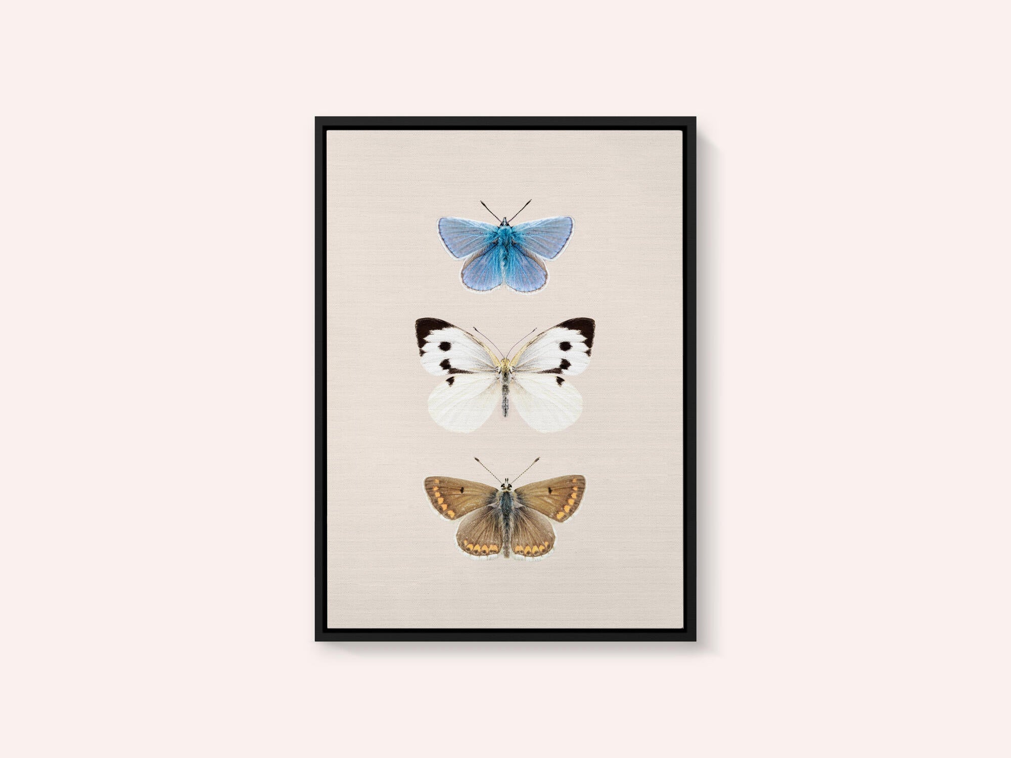 English Butterlies 2