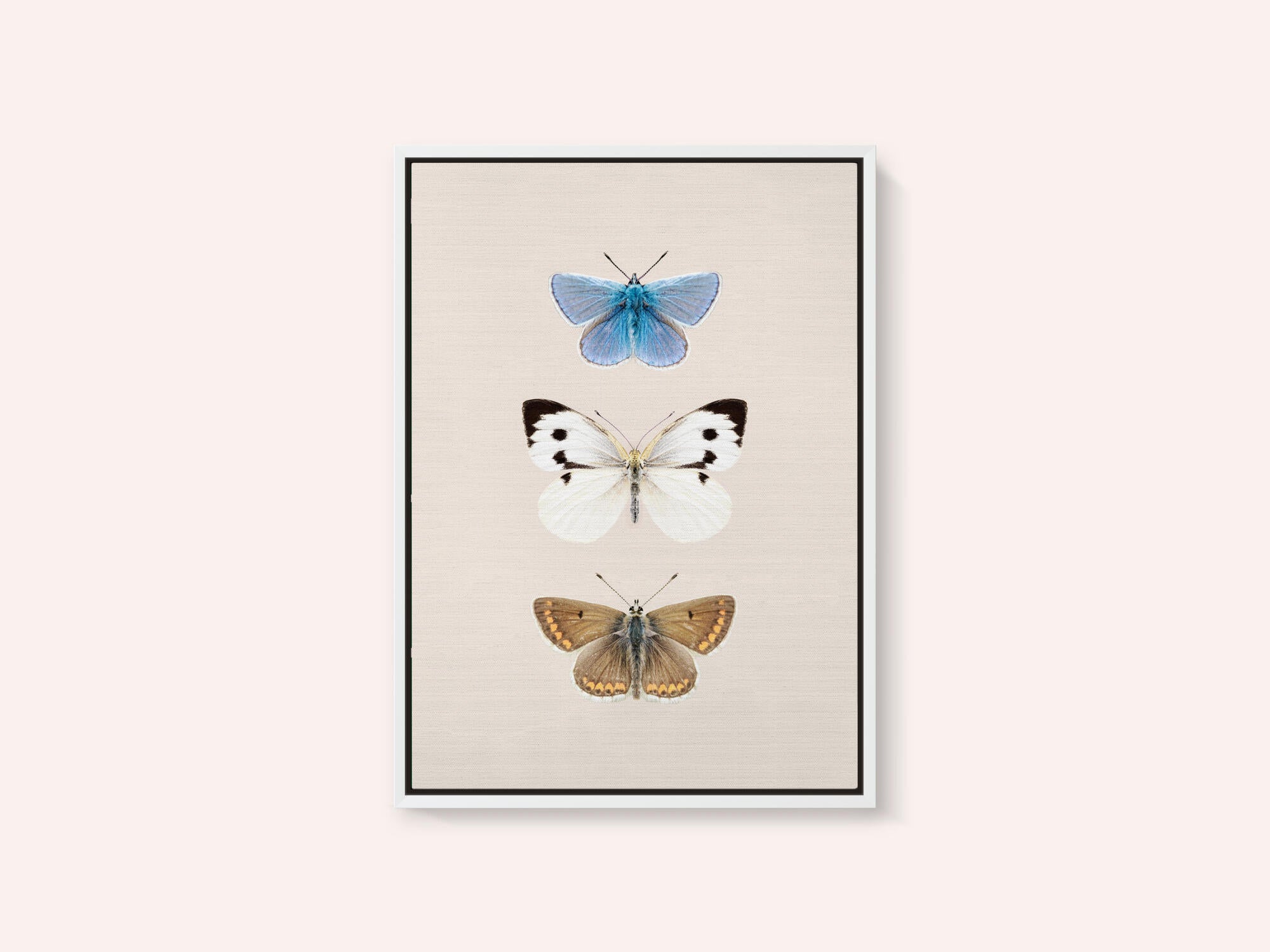 English Butterlies 2
