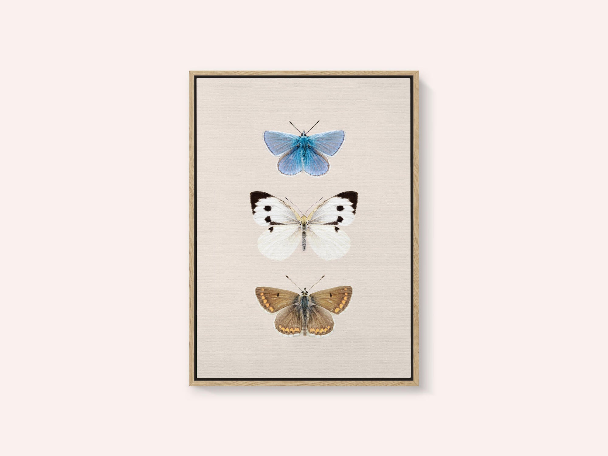 English Butterlies 2