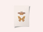 Moths