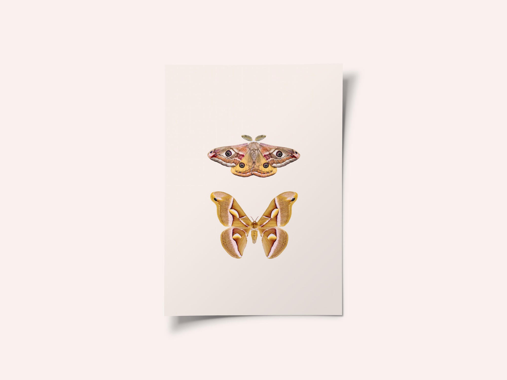 Moths
