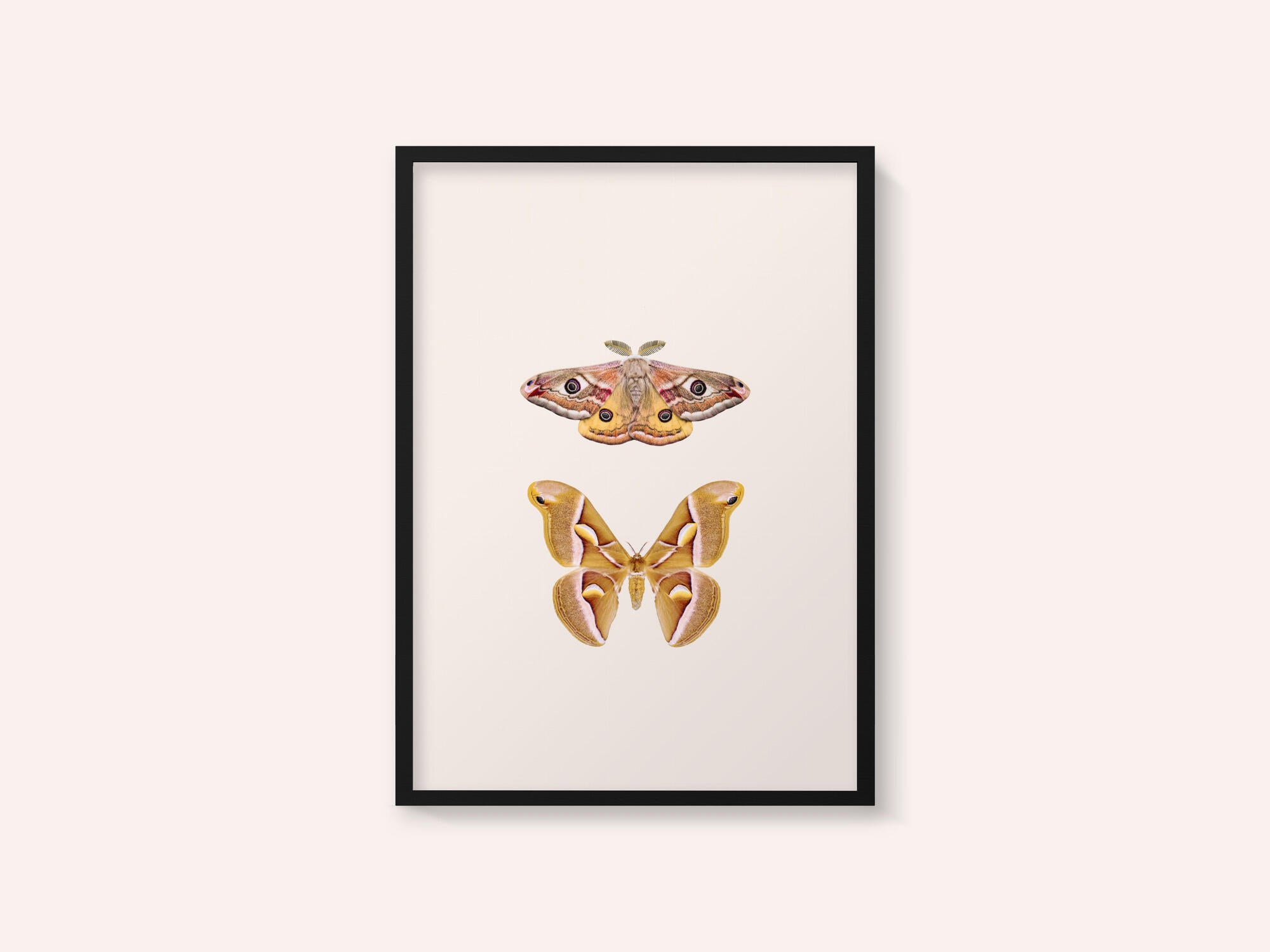 Moths