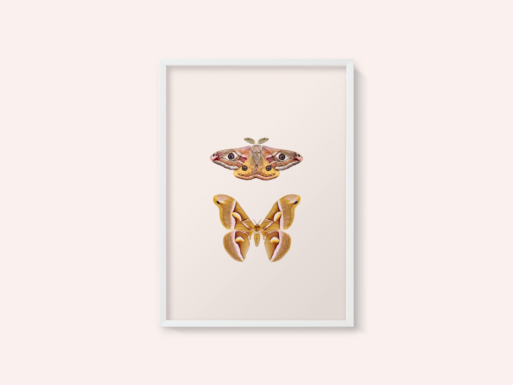 Moths