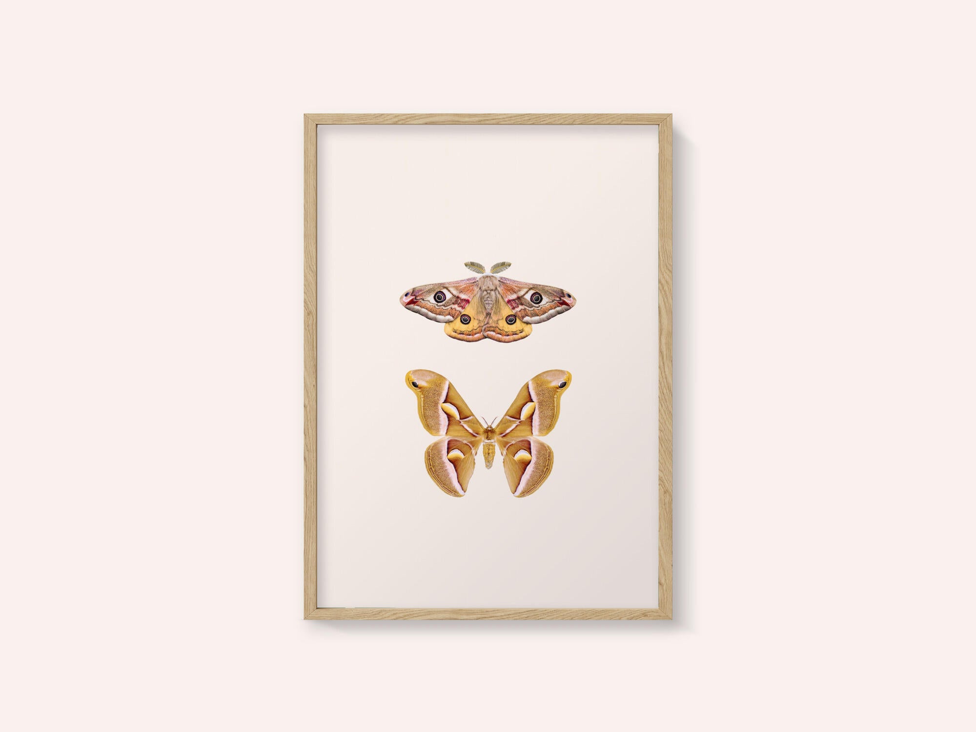 Moths