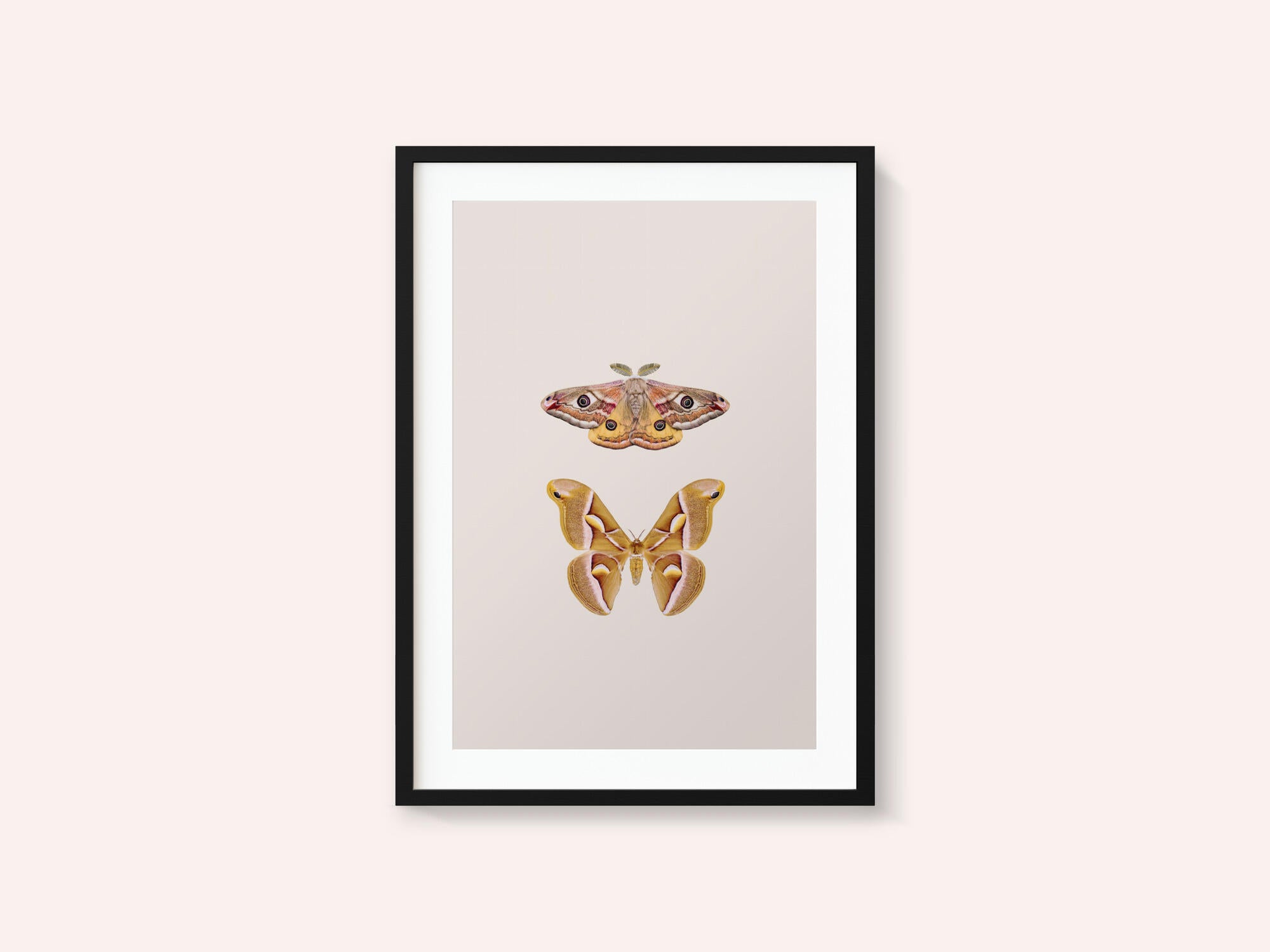 Moths