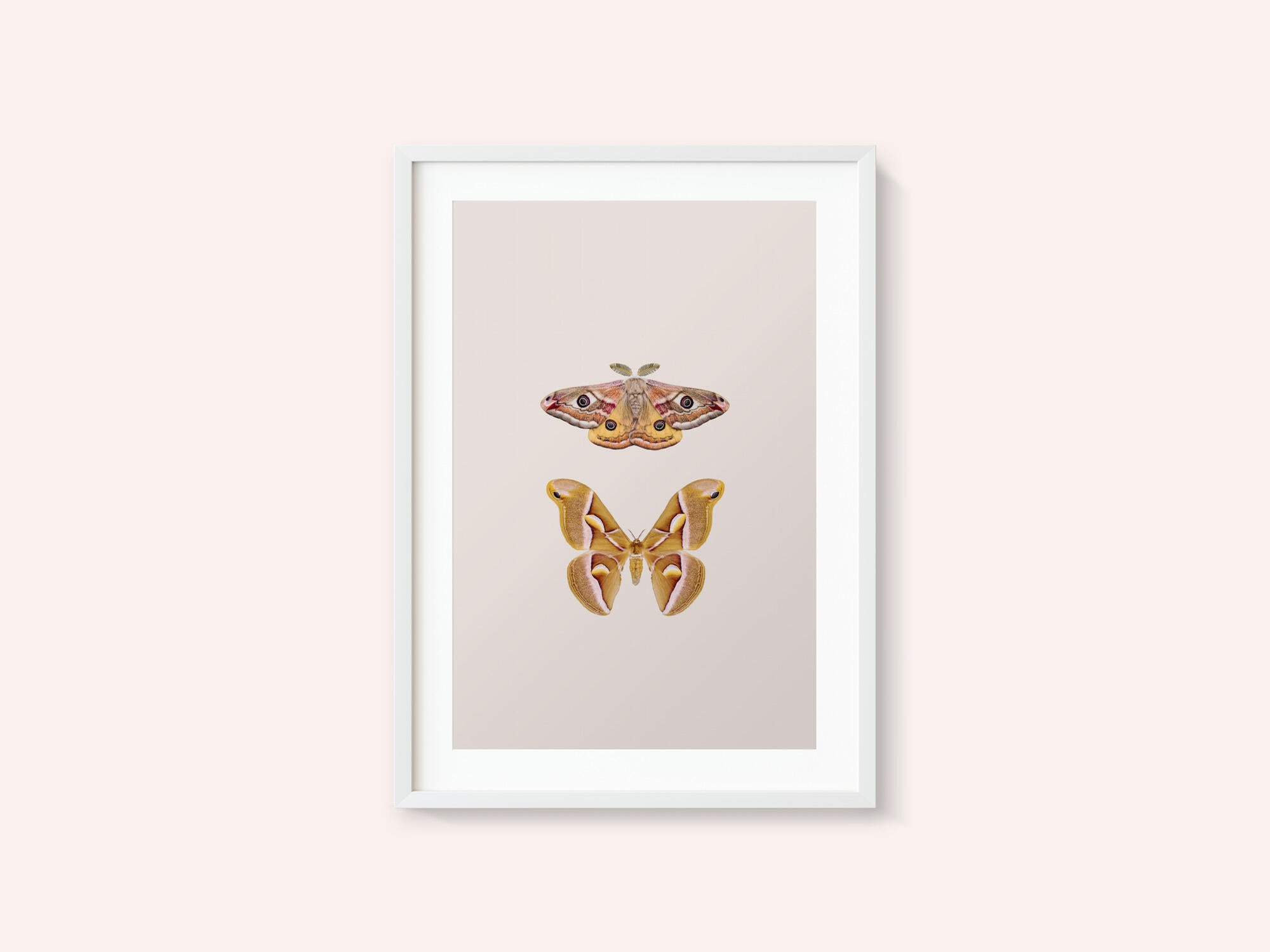 Moths