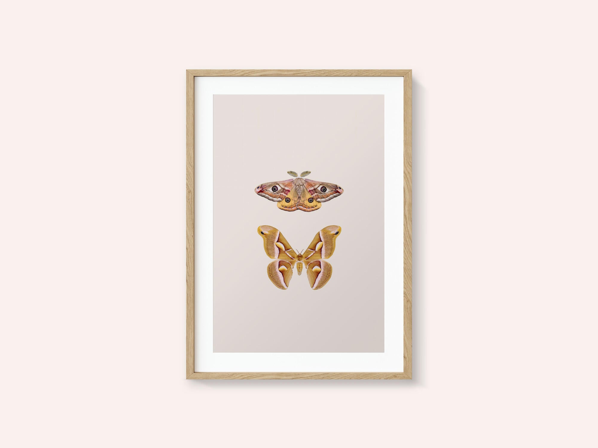 Moths