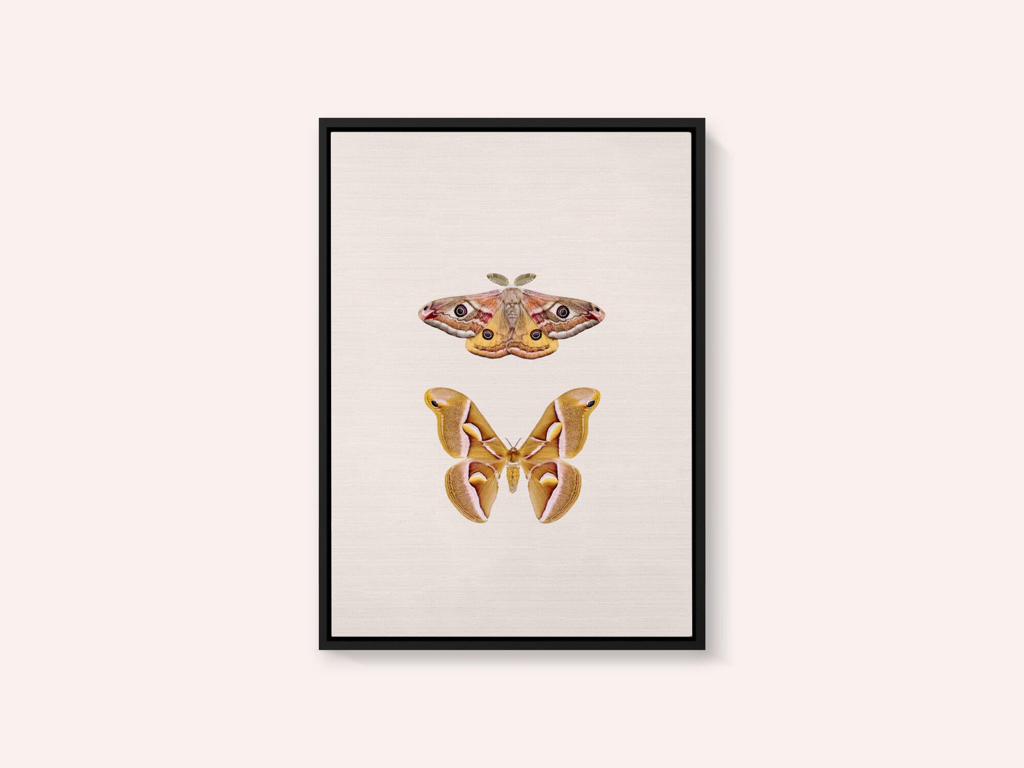 Moths