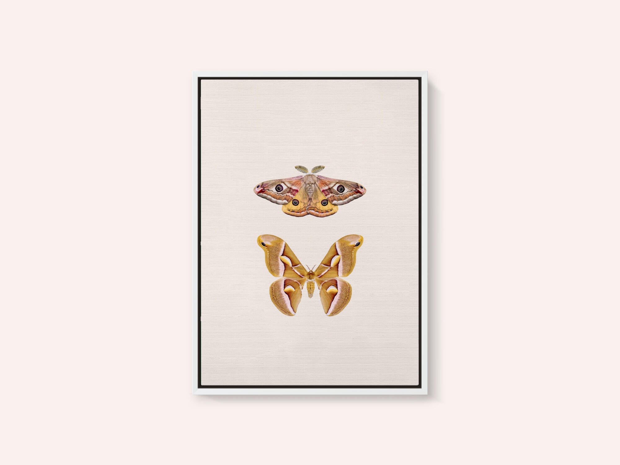 Moths