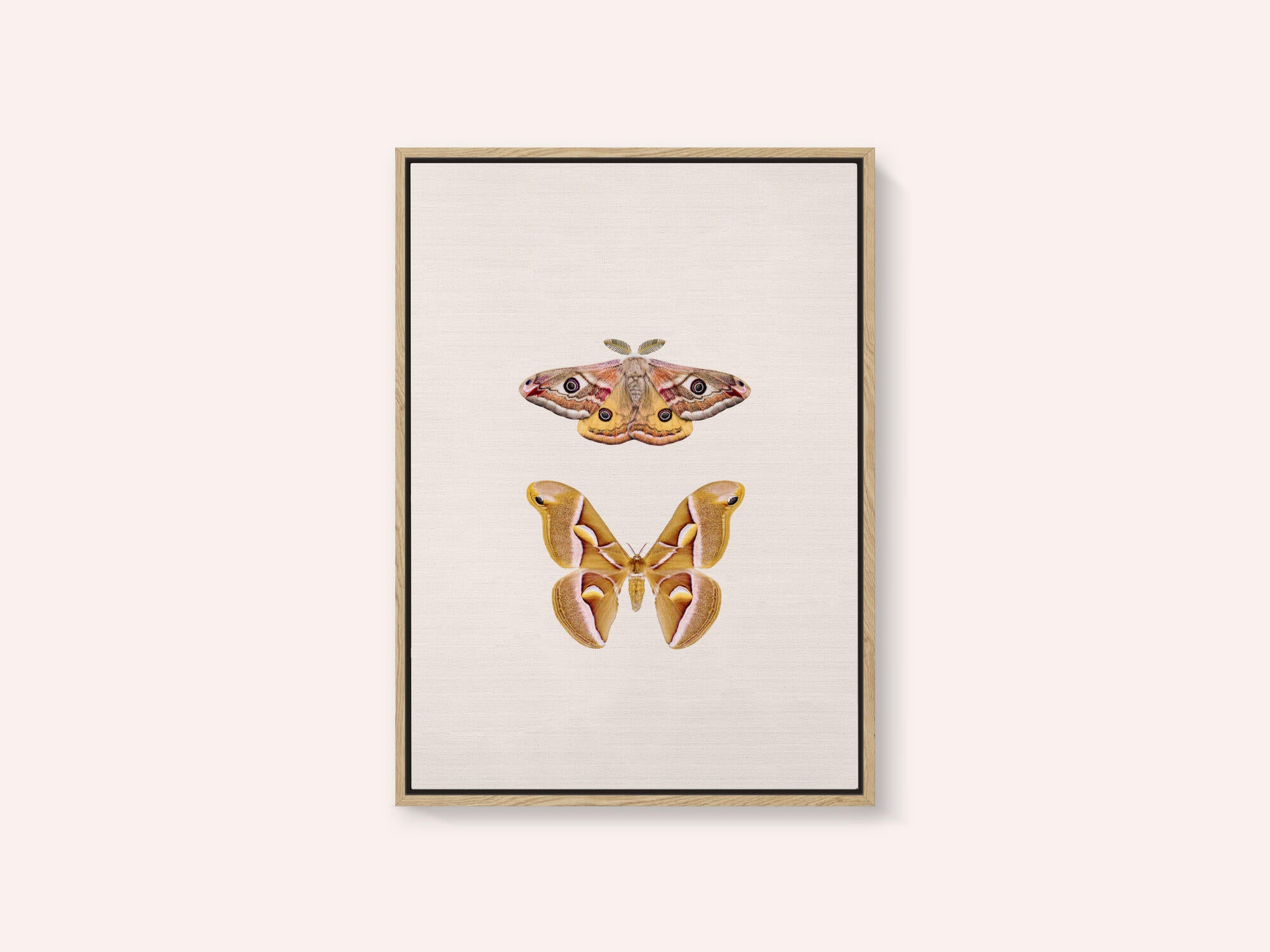 Moths