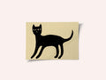 Black cat
