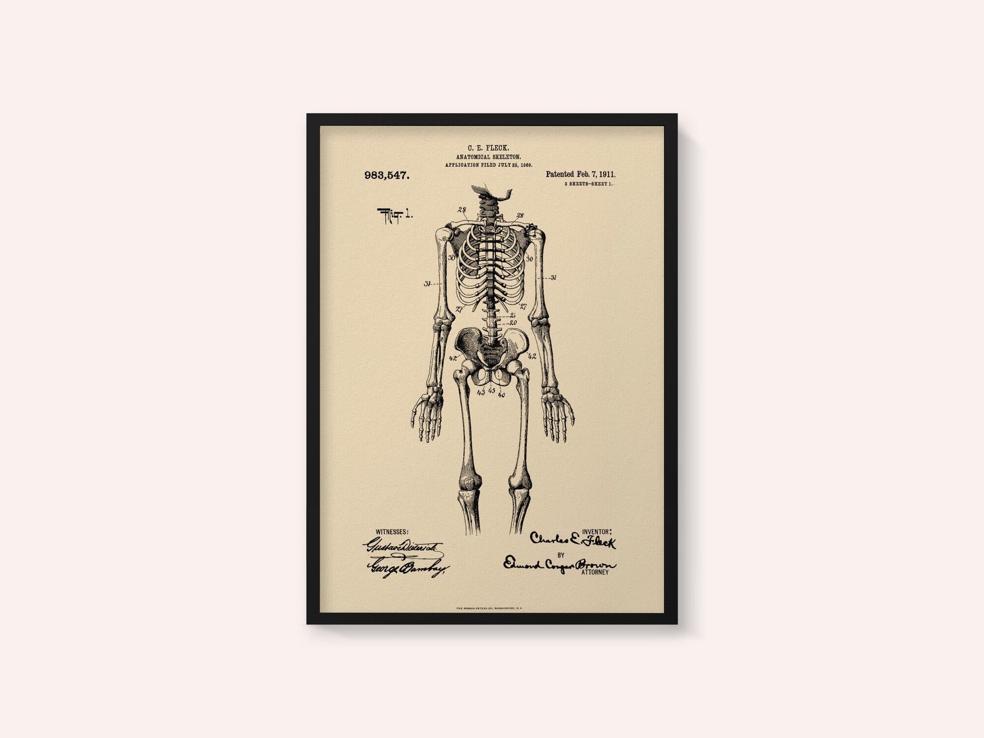 Anatomical Skeleton Patent 1911