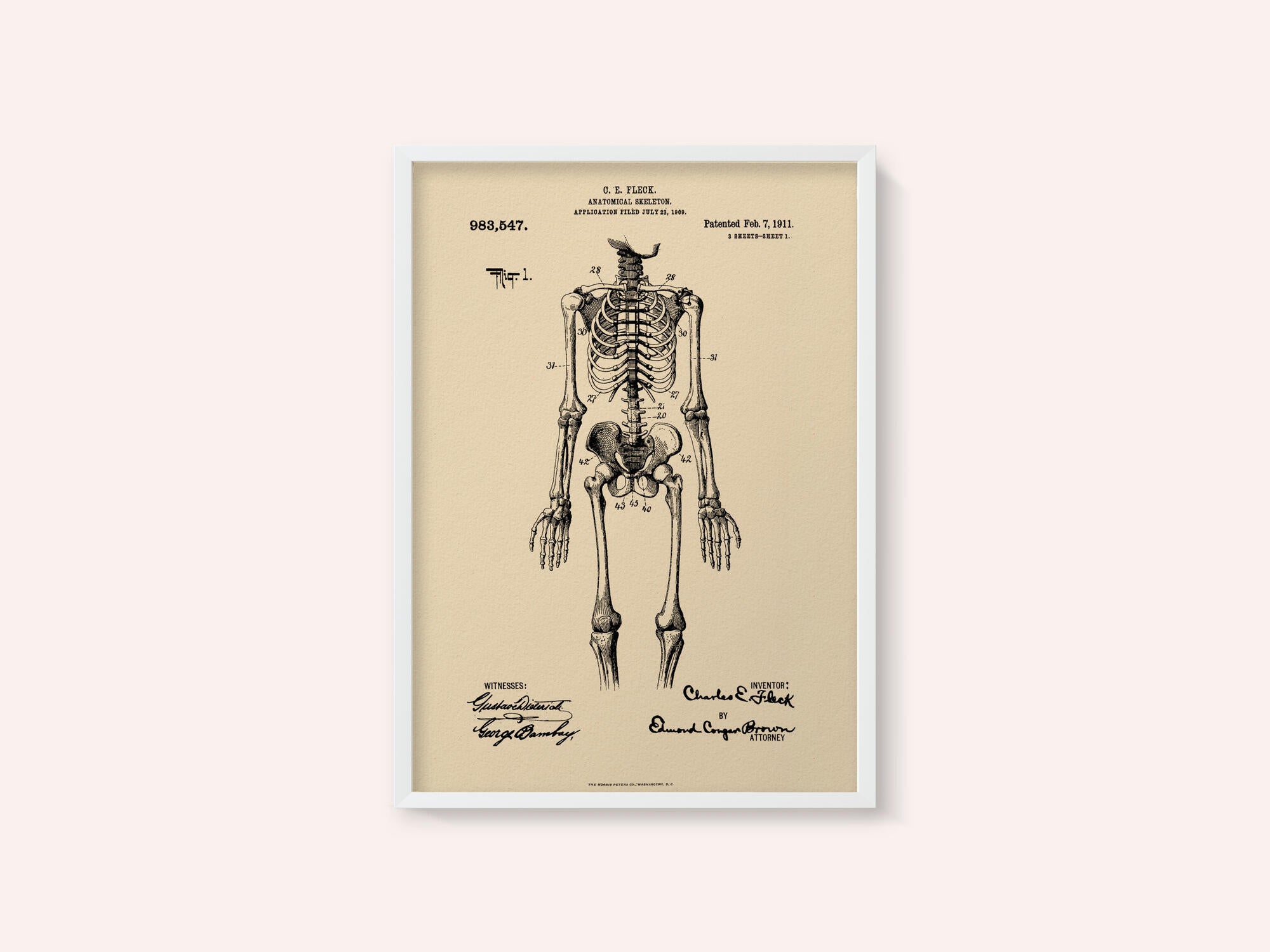 Anatomical Skeleton Patent 1911