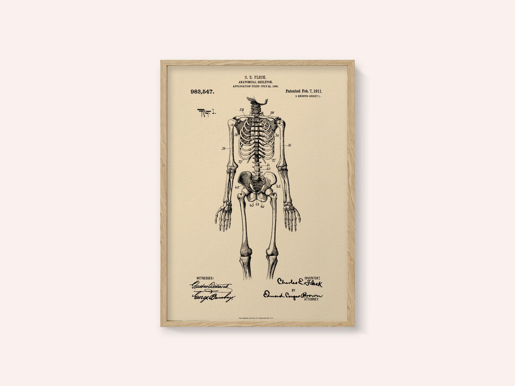 Anatomical Skeleton Patent 1911