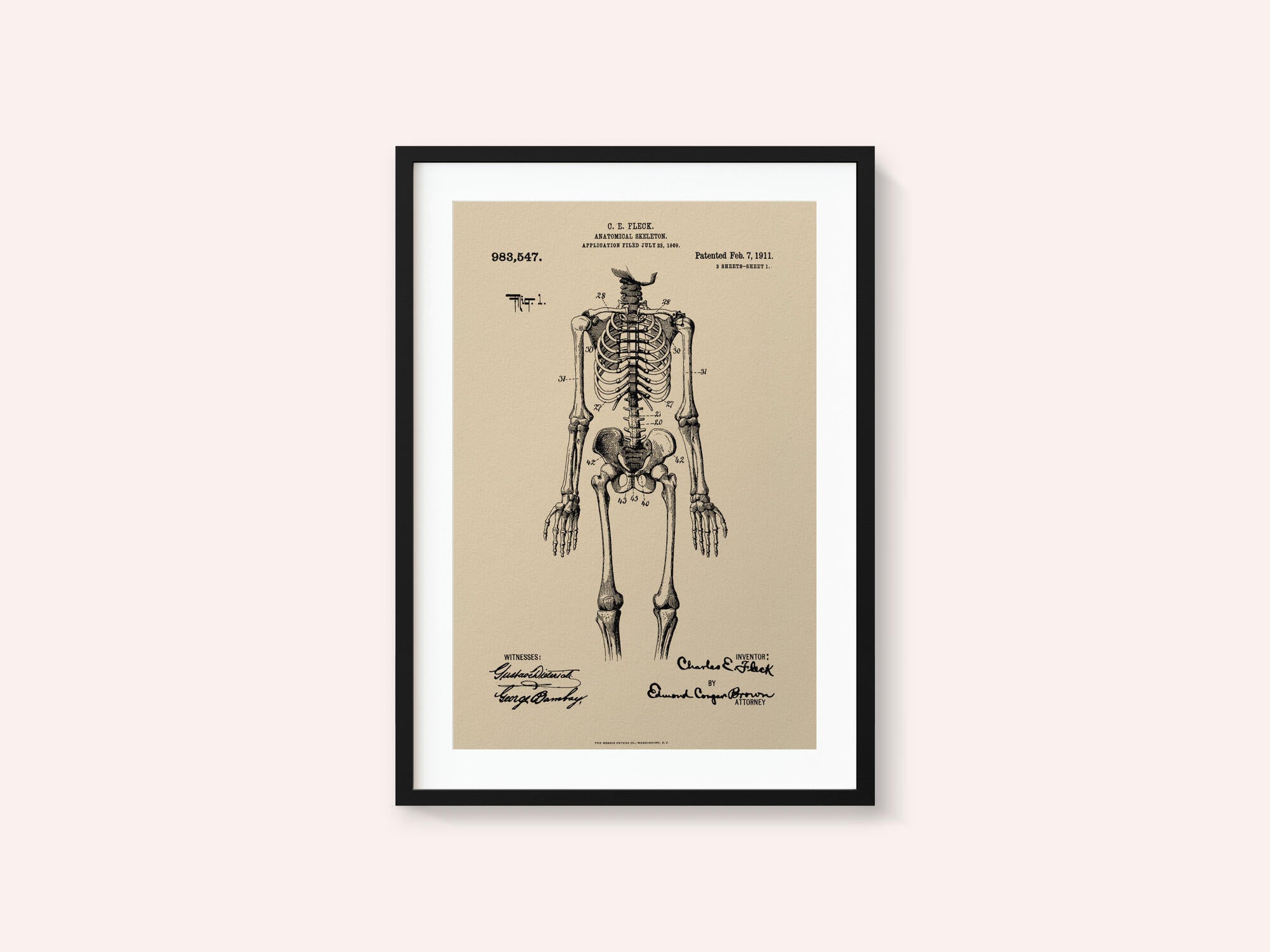 Anatomical Skeleton Patent 1911