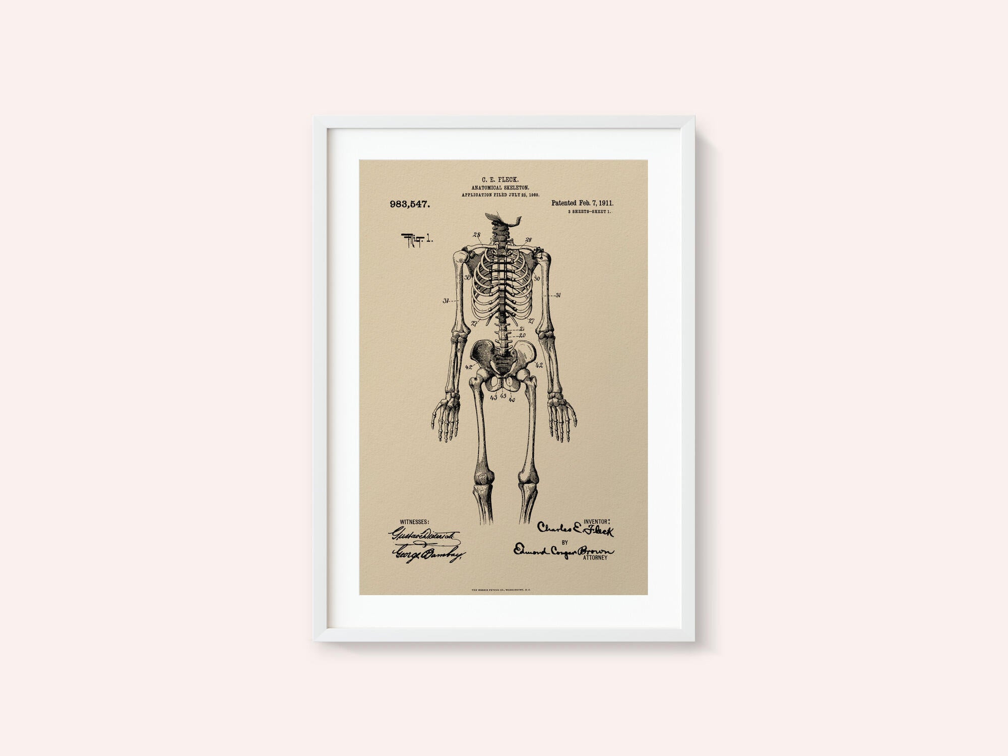 Anatomical Skeleton Patent 1911