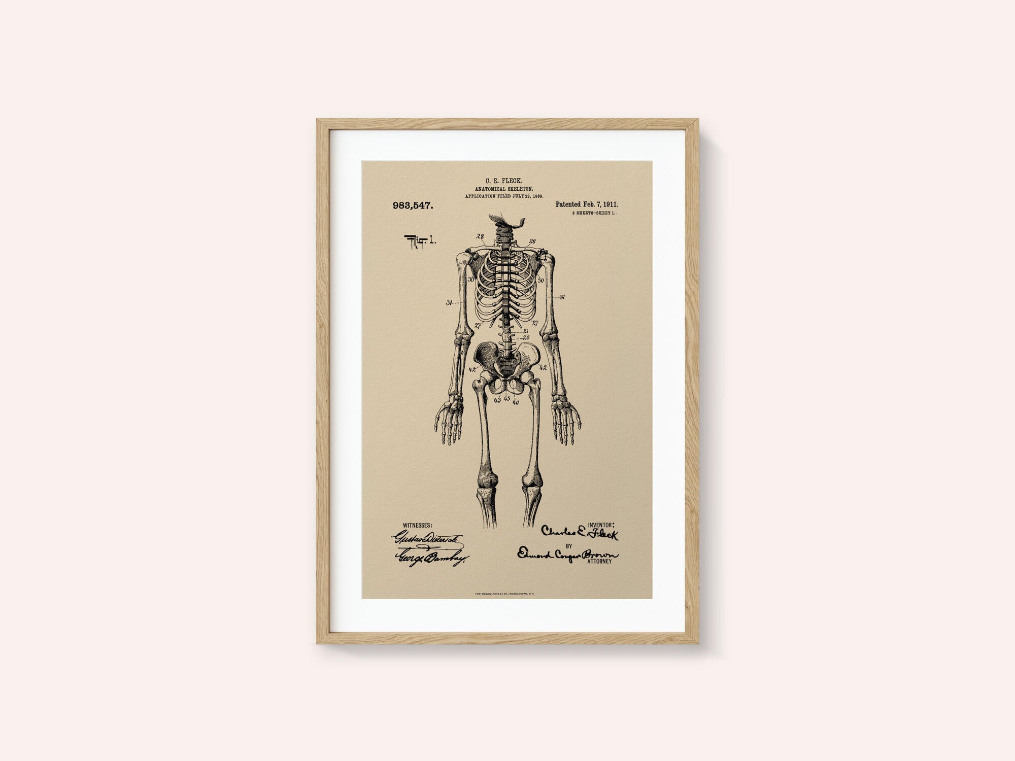 Anatomical Skeleton Patent 1911