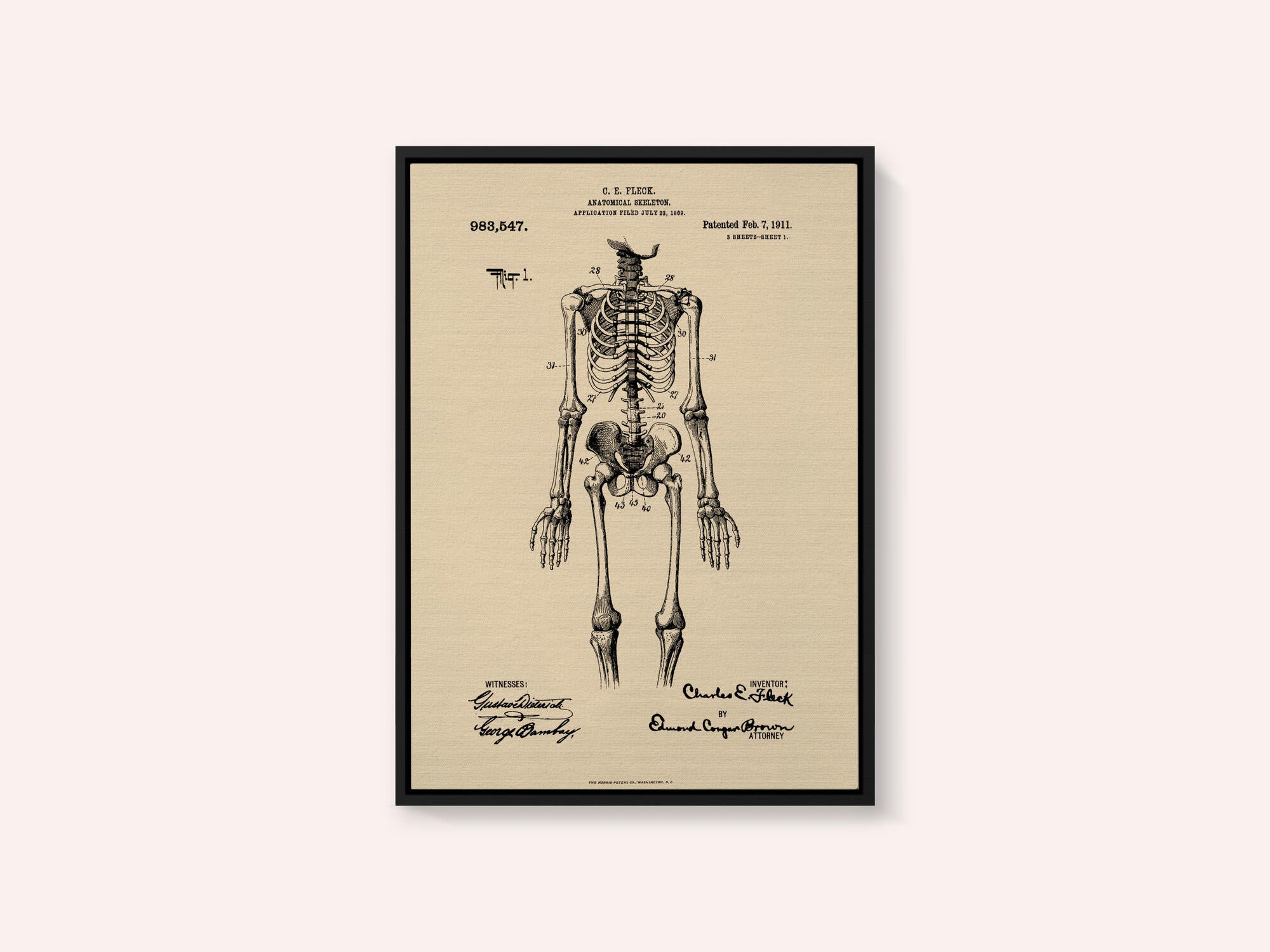 Anatomical Skeleton Patent 1911