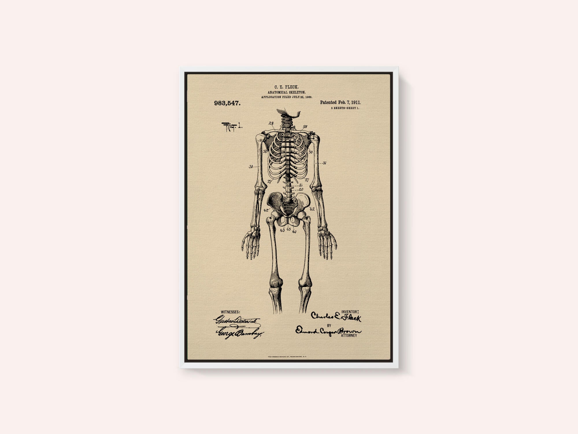 Anatomical Skeleton Patent 1911