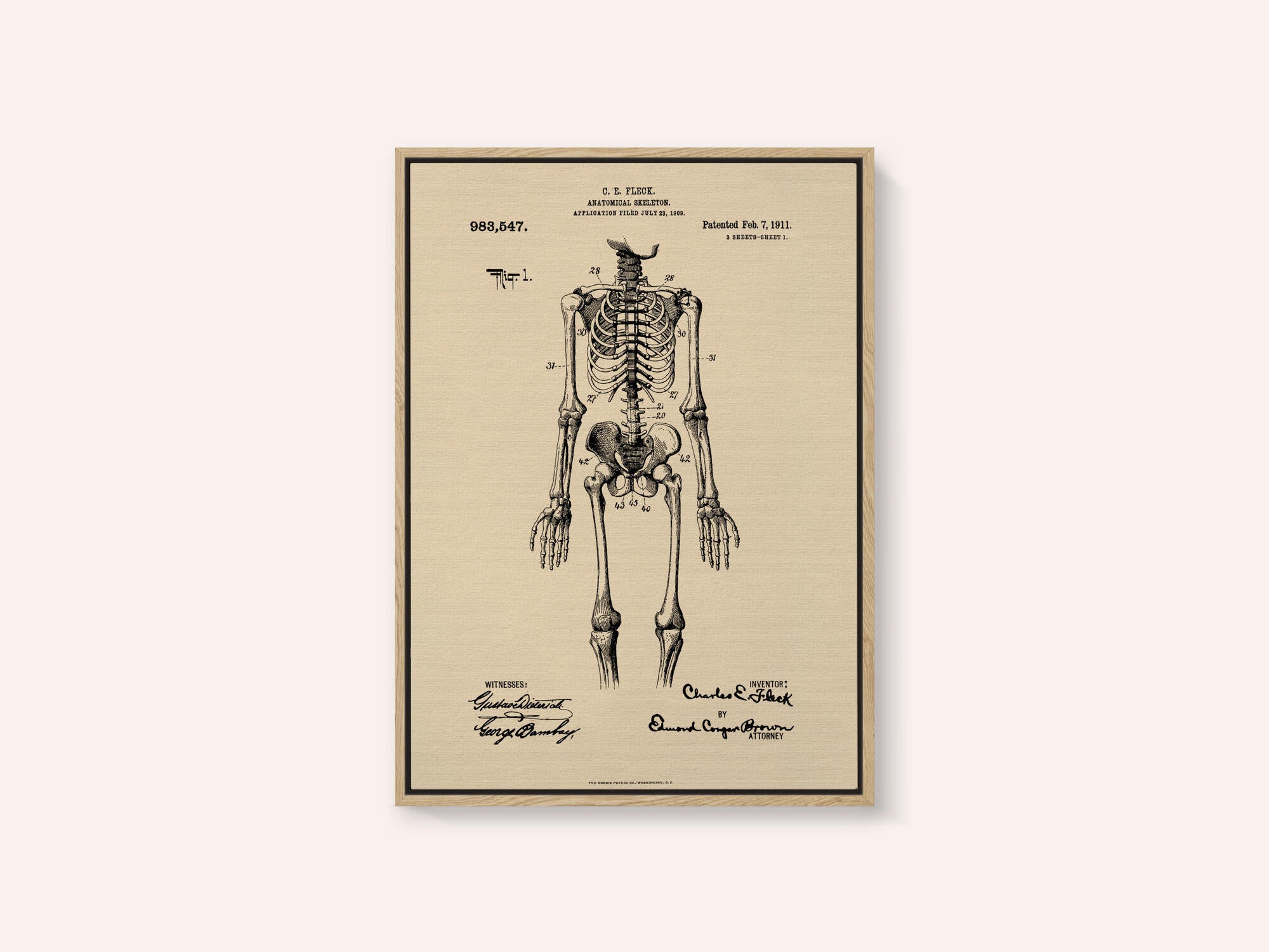 Anatomical Skeleton Patent 1911