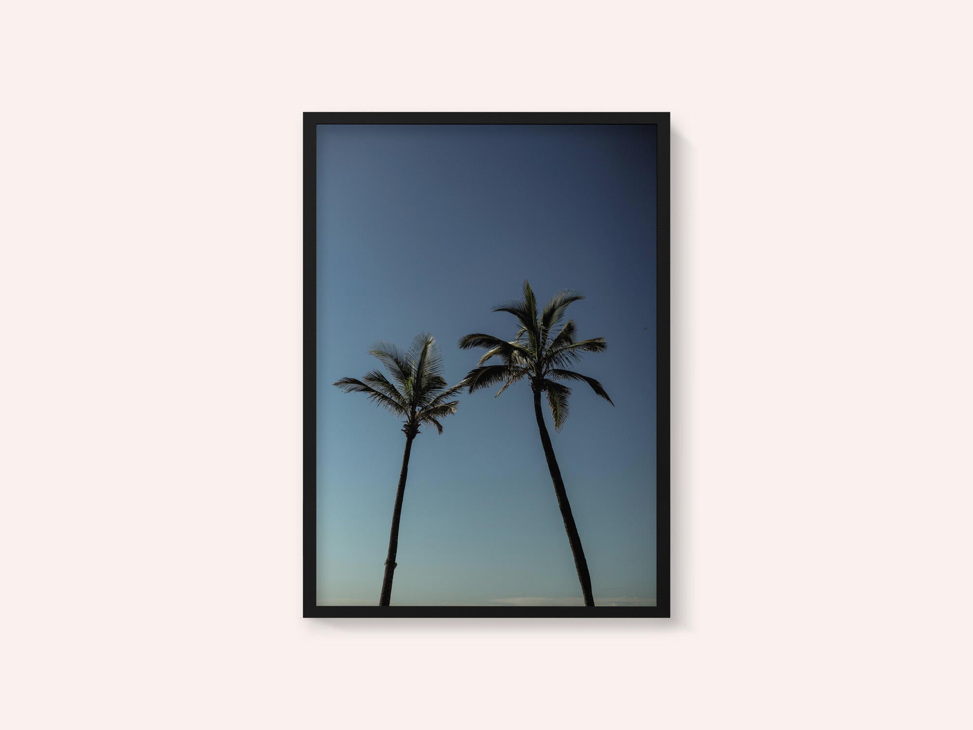 Tropical Palm Silhouettes