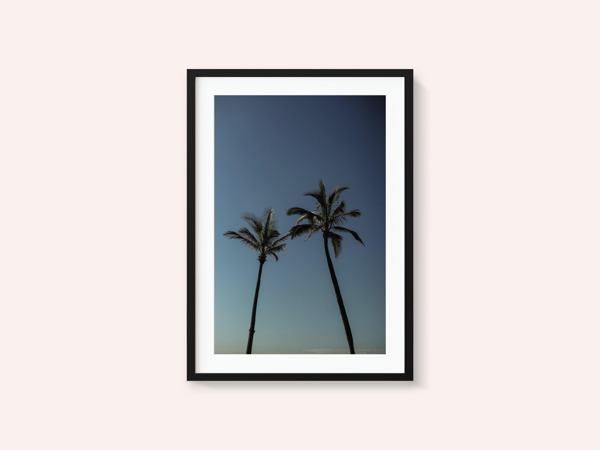 Tropical Palm Silhouettes