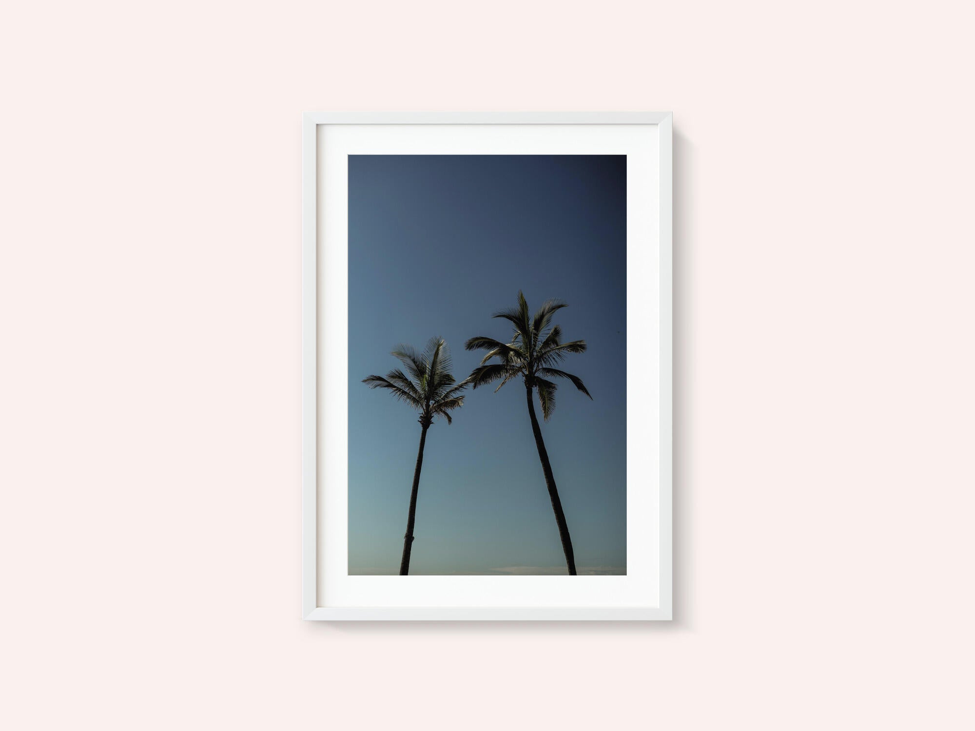 Tropical Palm Silhouettes