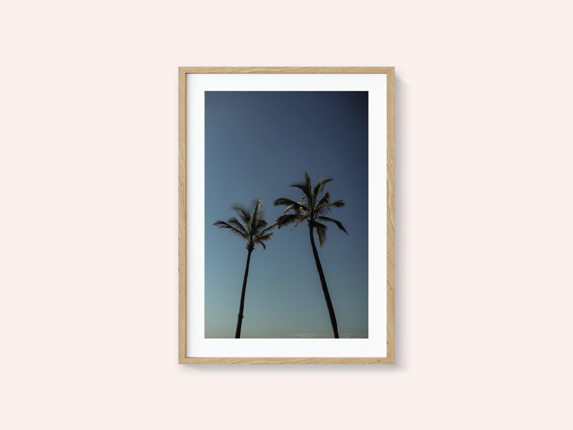 Tropical Palm Silhouettes