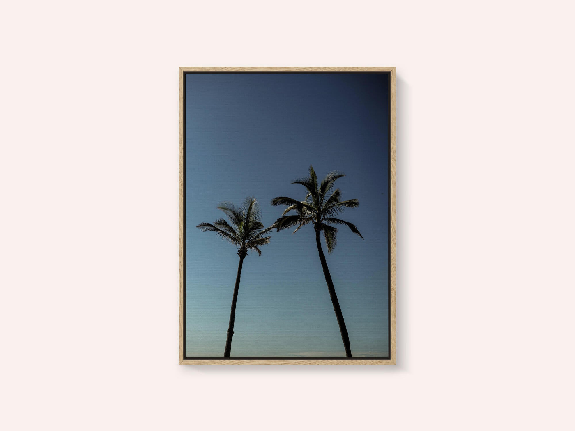Tropical Palm Silhouettes