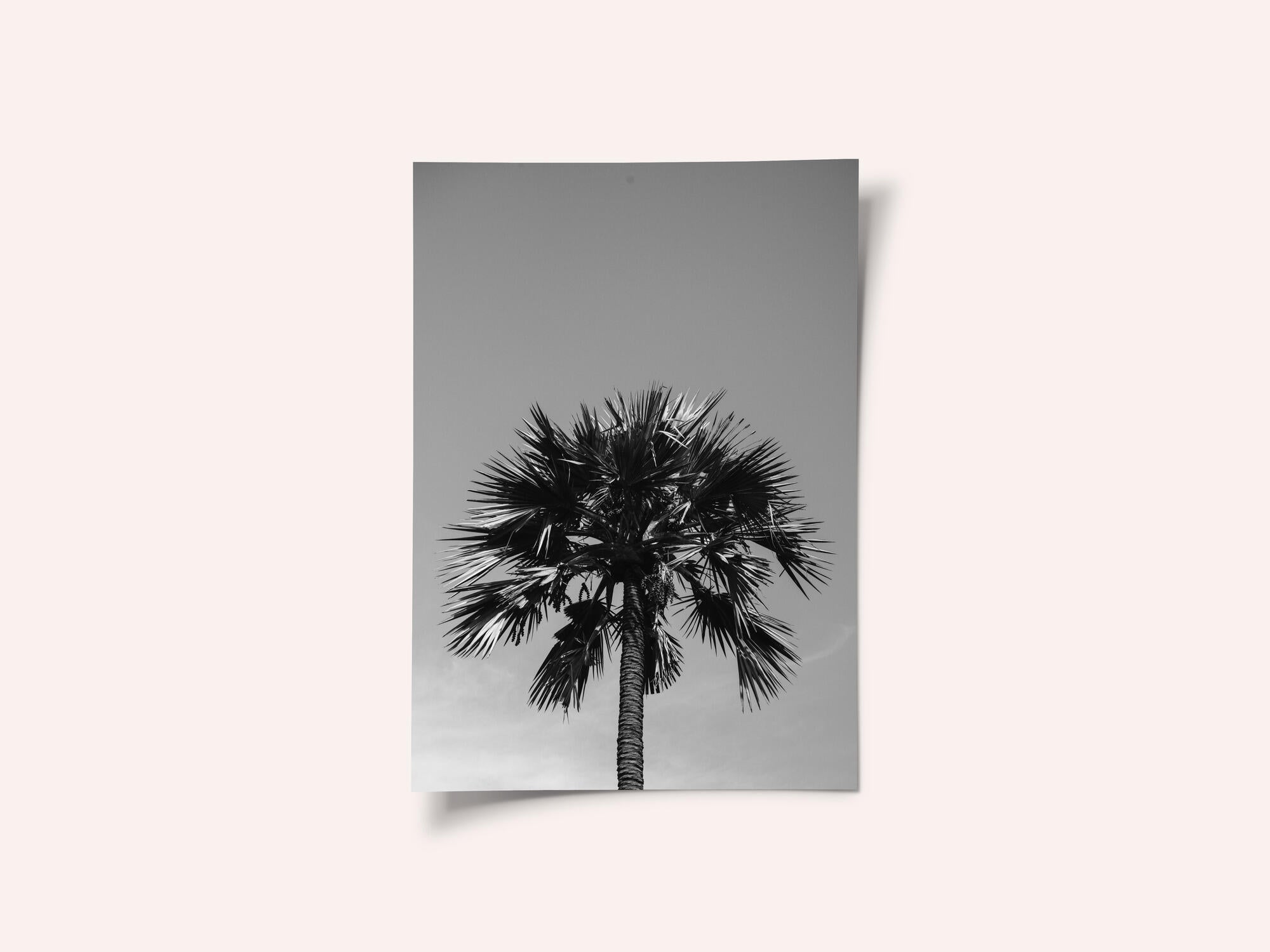 Striking Palm Silhouette