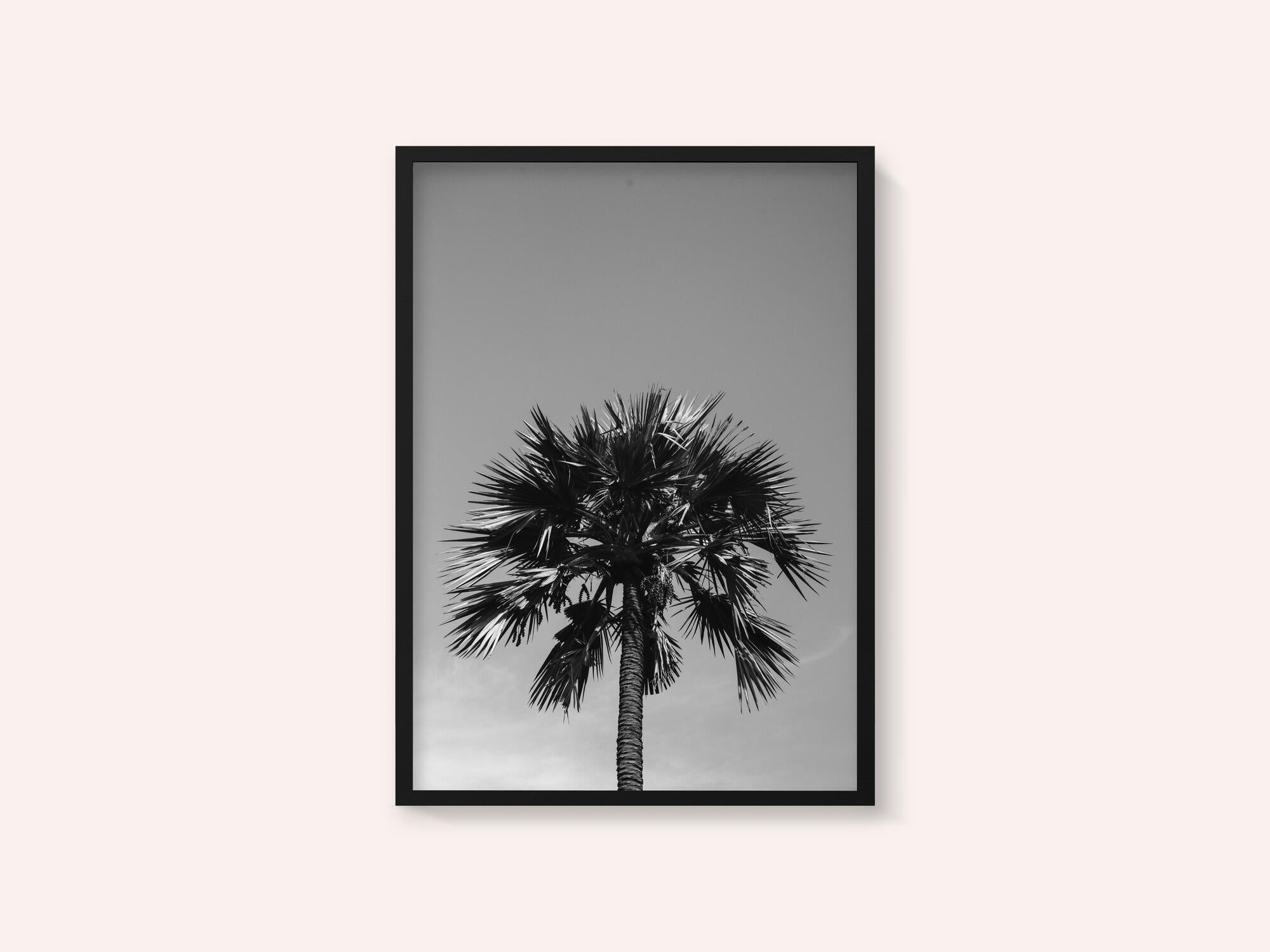 Striking Palm Silhouette