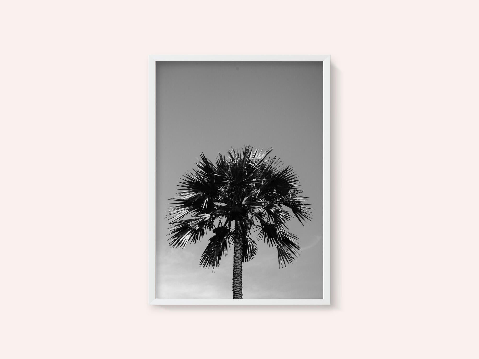 Striking Palm Silhouette
