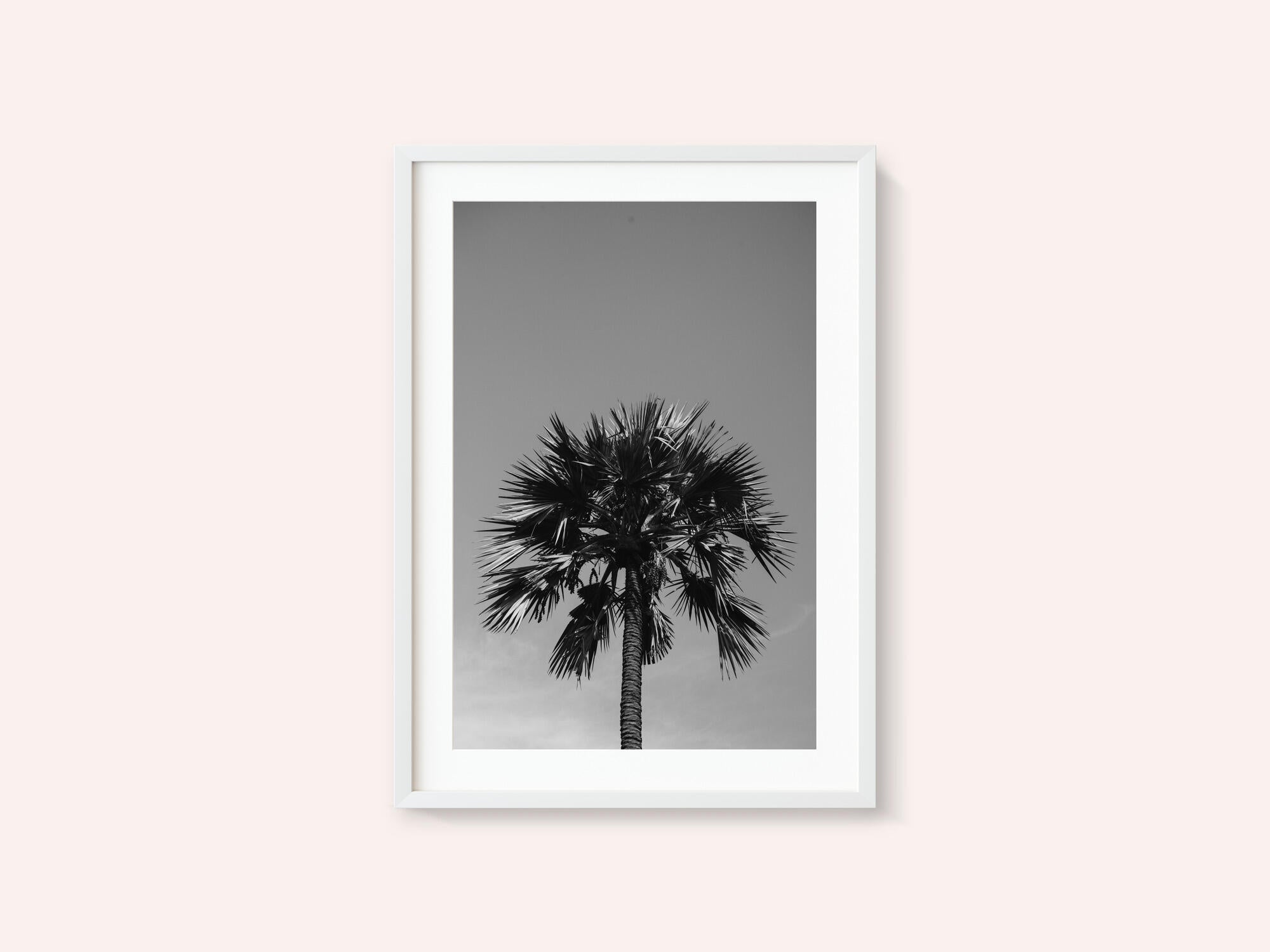 Striking Palm Silhouette