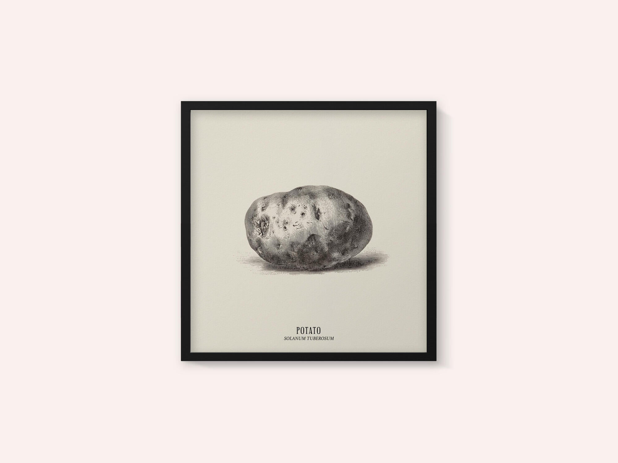Vintage Vegetables - Potato