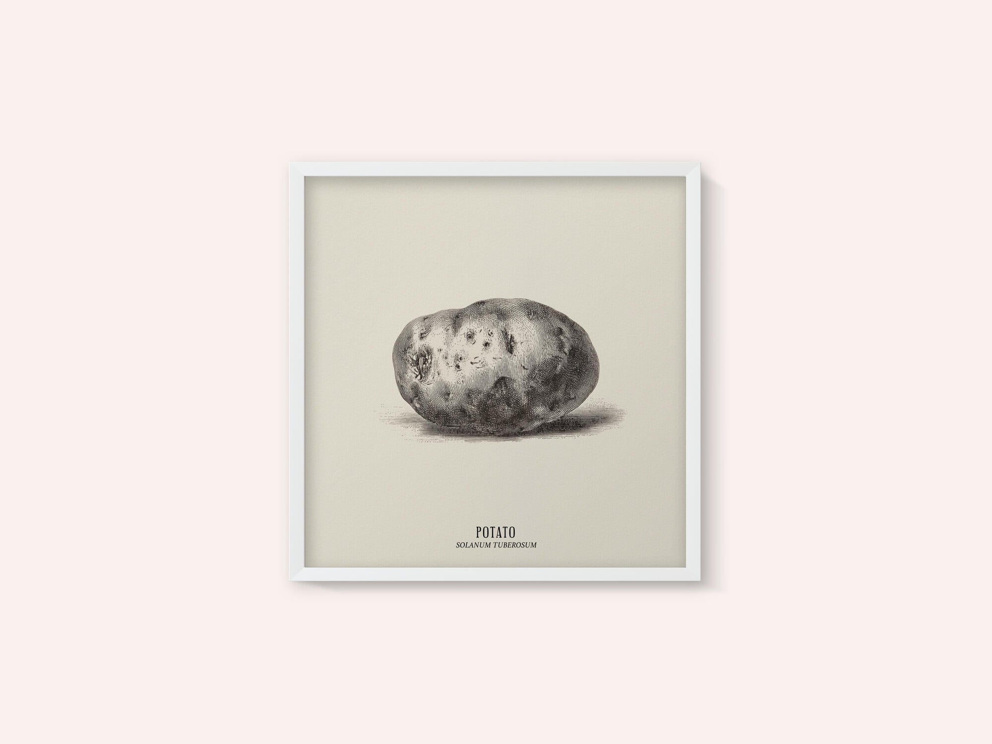 Vintage Vegetables - Potato