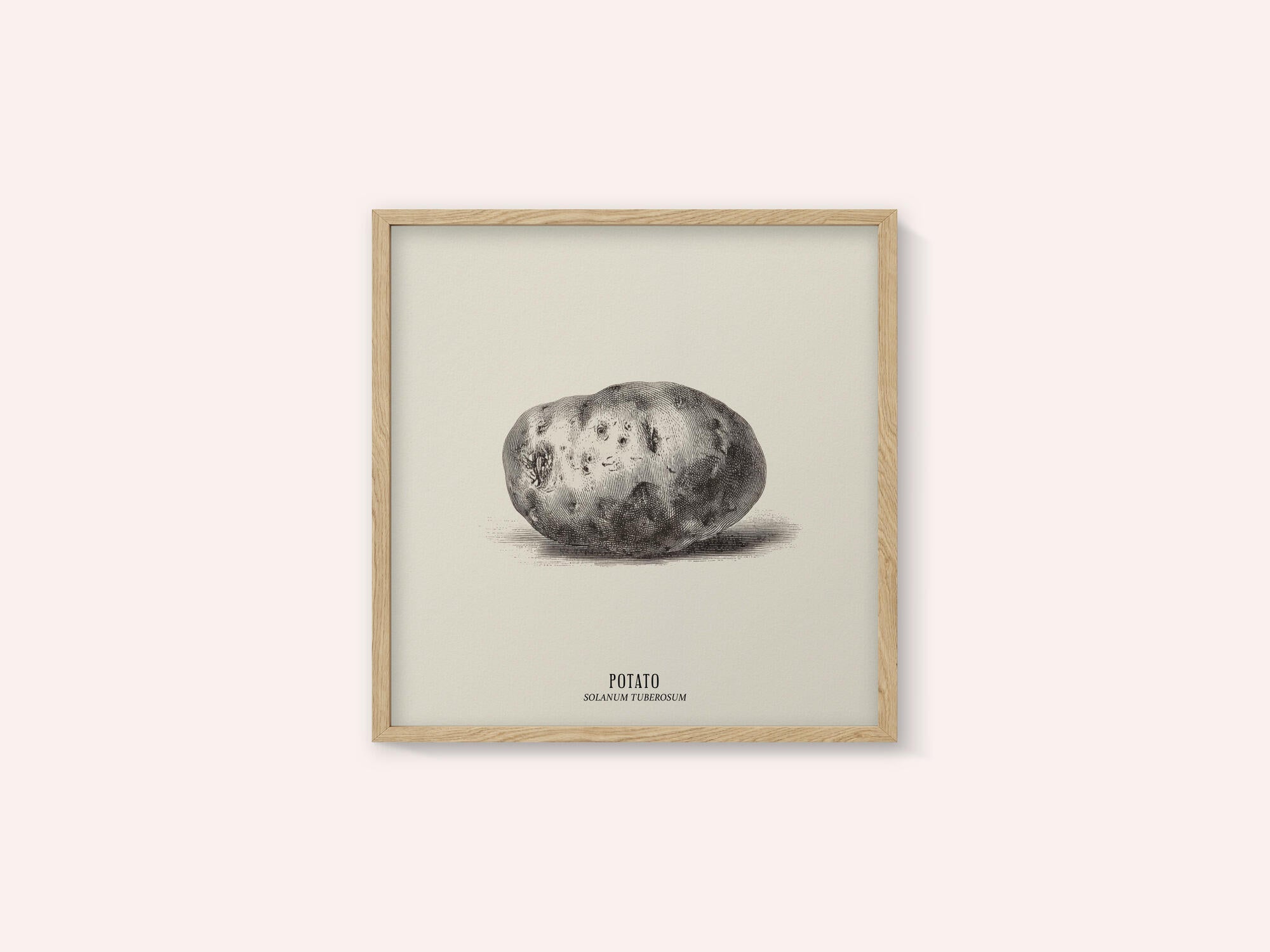 Vintage Vegetables - Potato