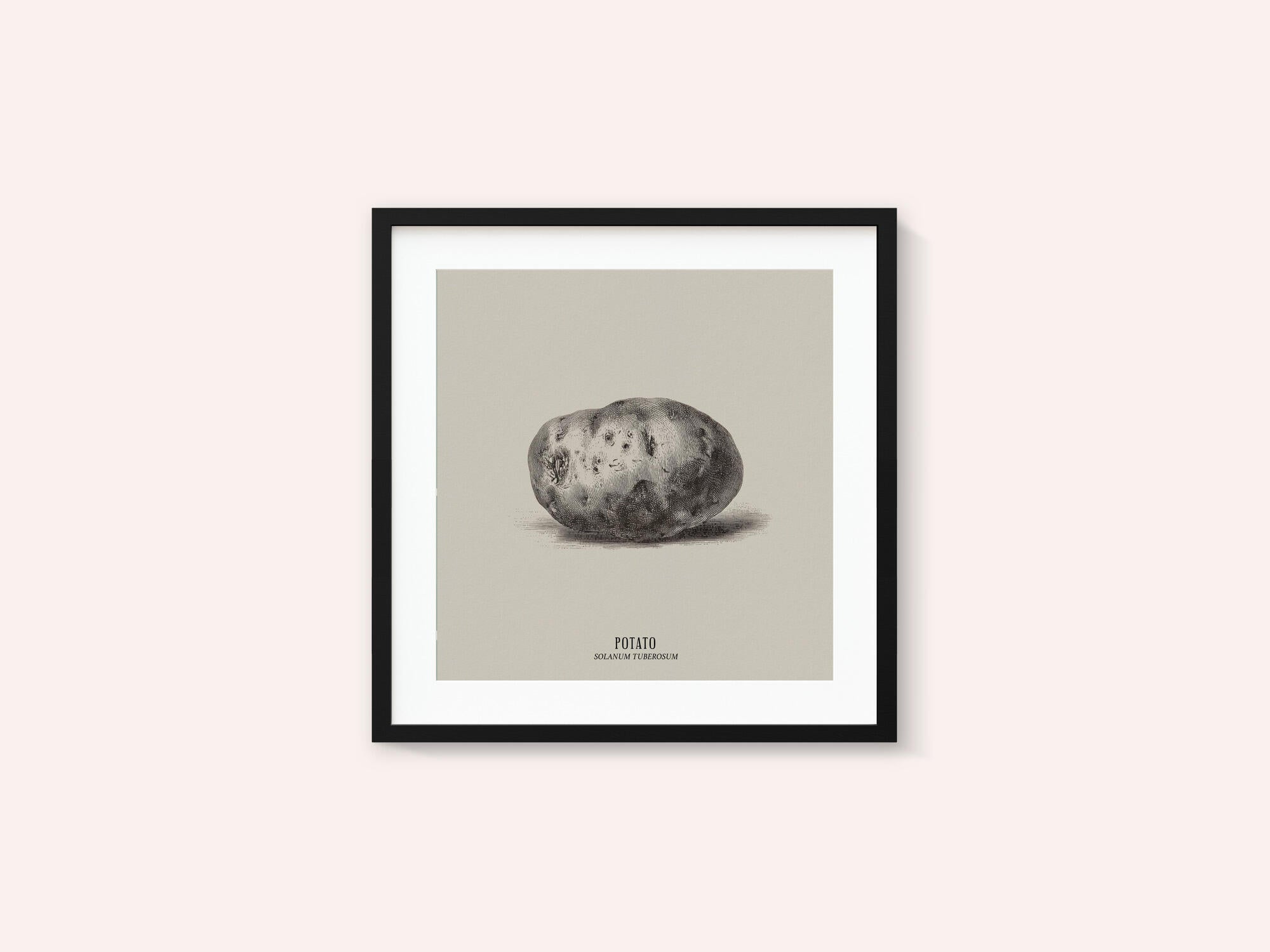 Vintage Vegetables - Potato