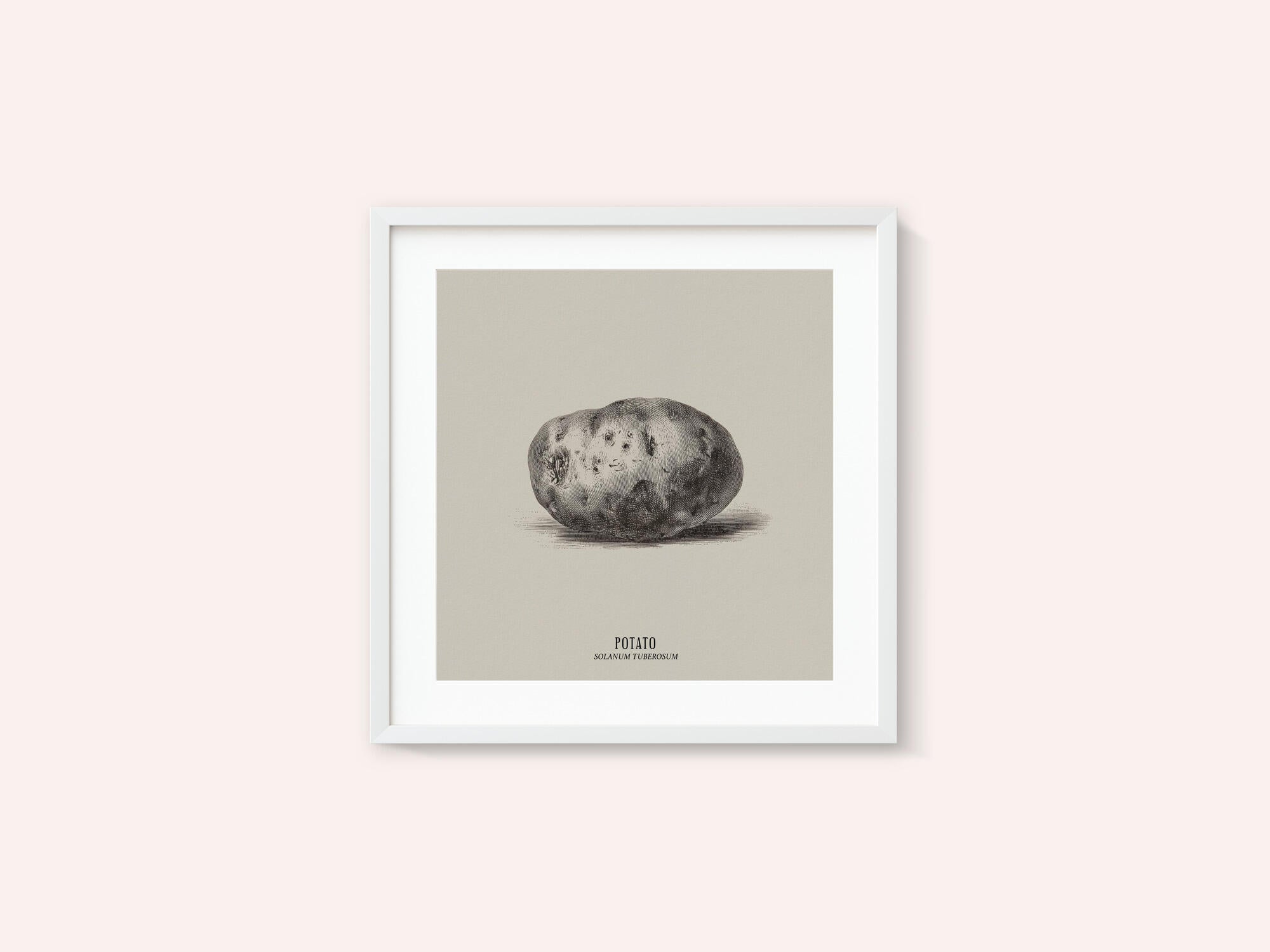 Vintage Vegetables - Potato