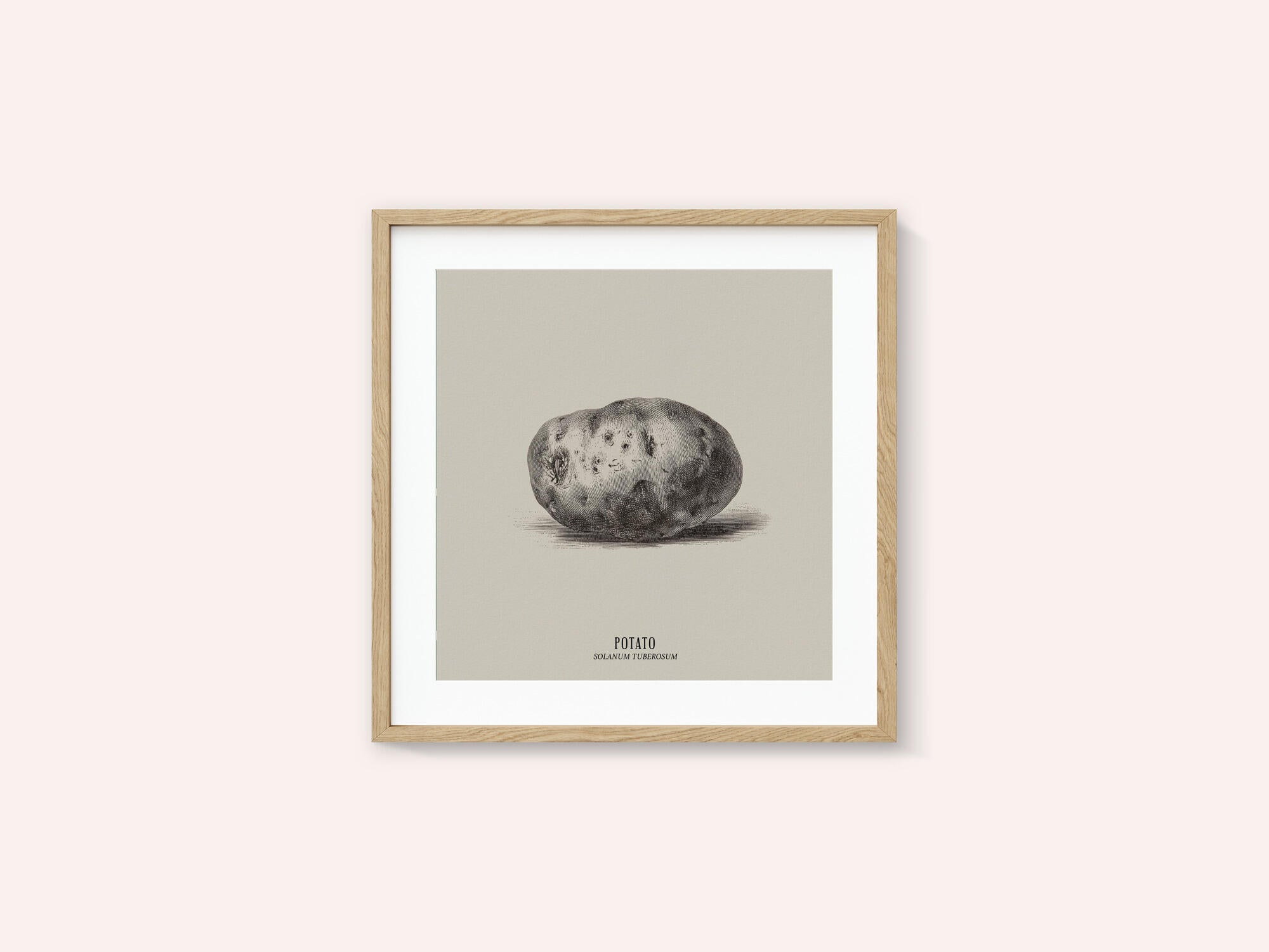 Vintage Vegetables - Potato