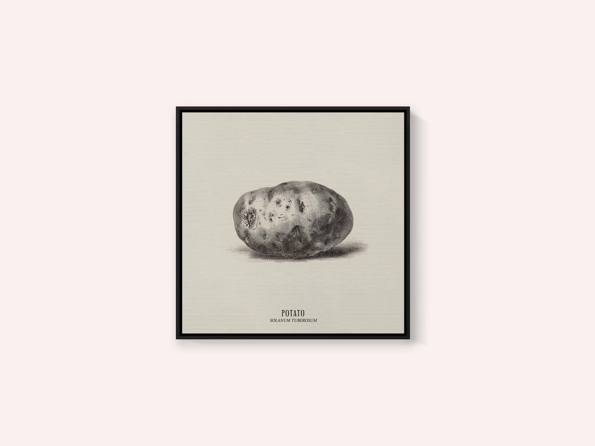 Vintage Vegetables - Potato