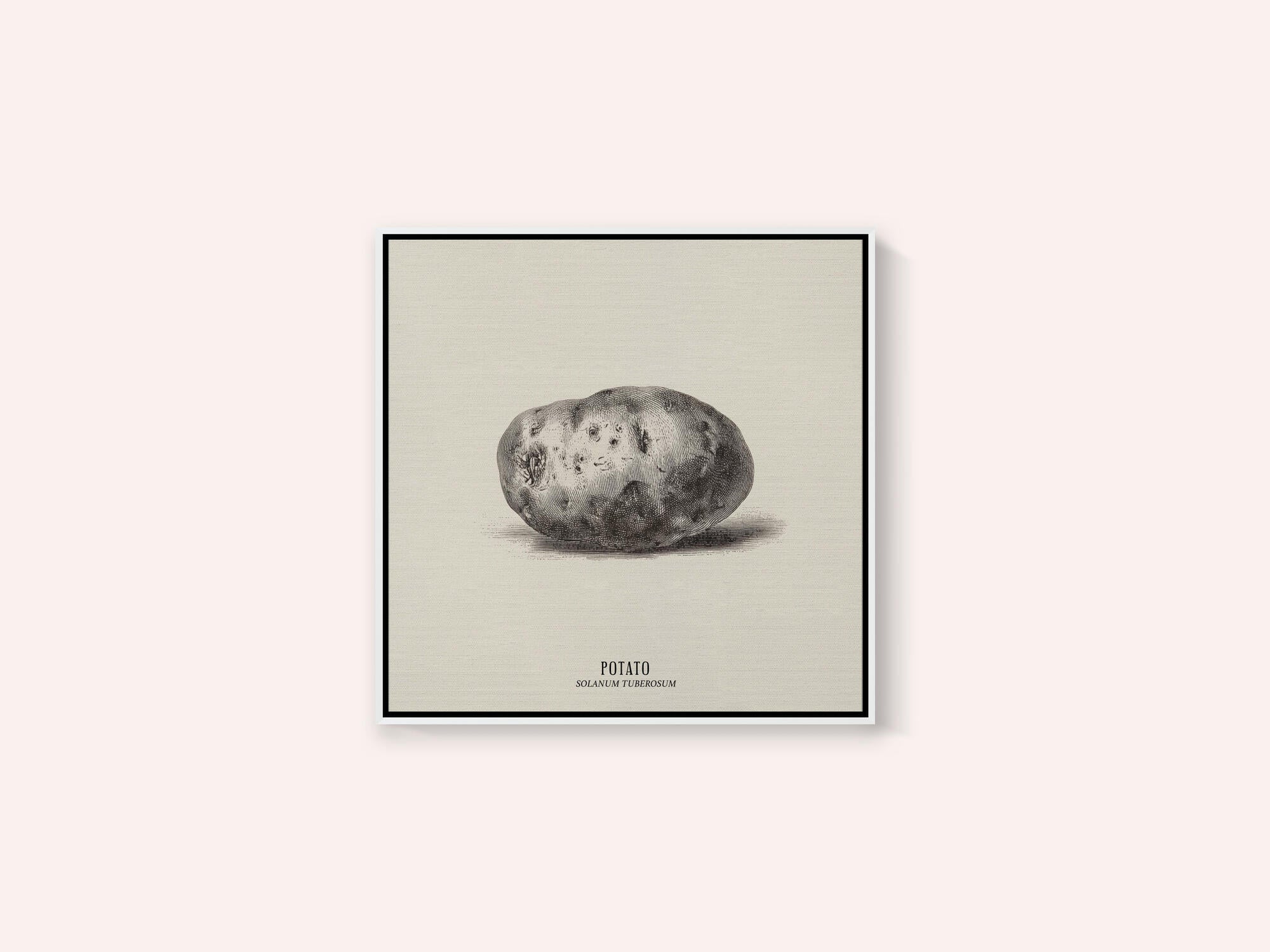 Vintage Vegetables - Potato