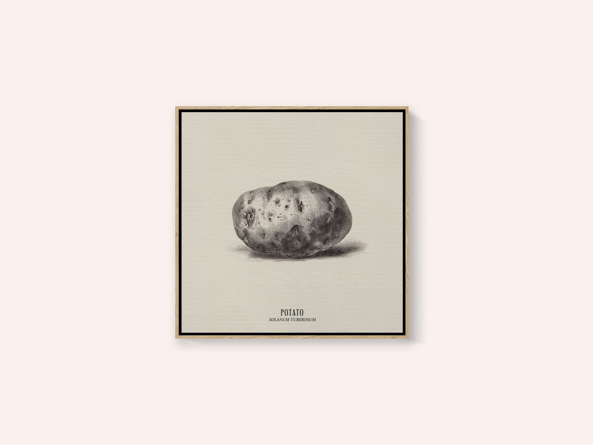Vintage Vegetables - Potato